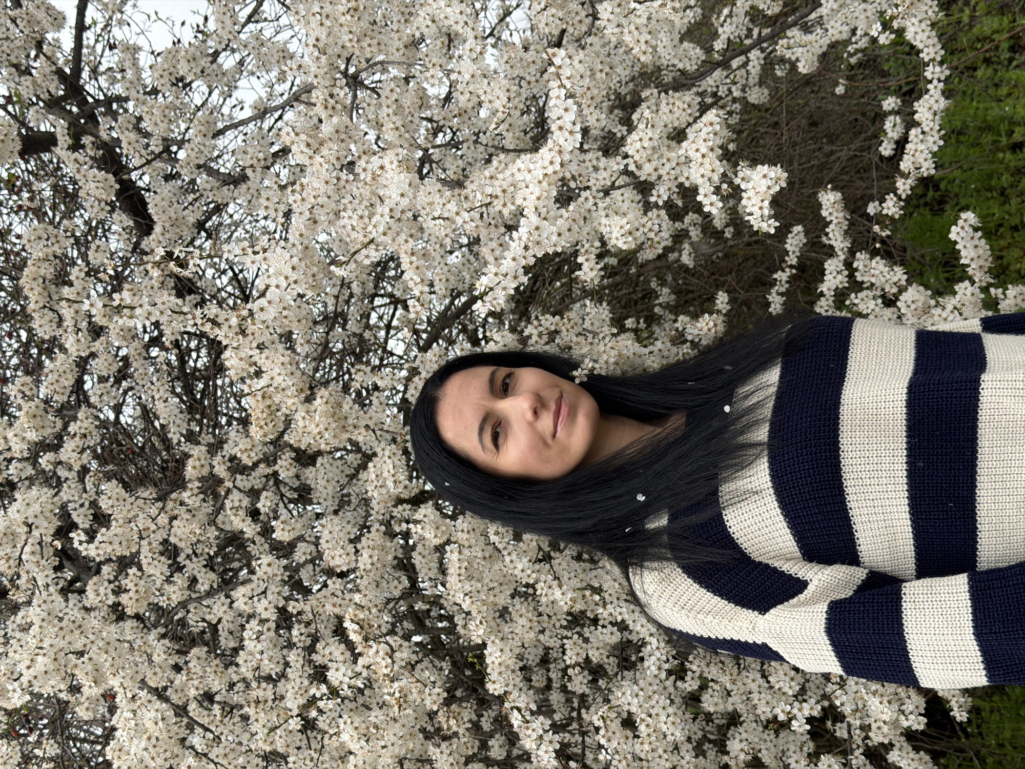 A medium shot depicts a woman with dark hair and a striped sweater lying amongst flowering trees in what could be a park setting. The woman faces the viewer with a neutral expression. Her hair is straight, dark, and long, partially obscuring her sweater, which features wide, alternating stripes of dark blue and cream. The woman appears to be reclined against a background of blooming trees filled with small, white flowers. A patch of green vegetation is visible on the right edge of the frame. The location is specified as Pleven, Bulgaria, although this is not directly verifiable from the visual information provided.