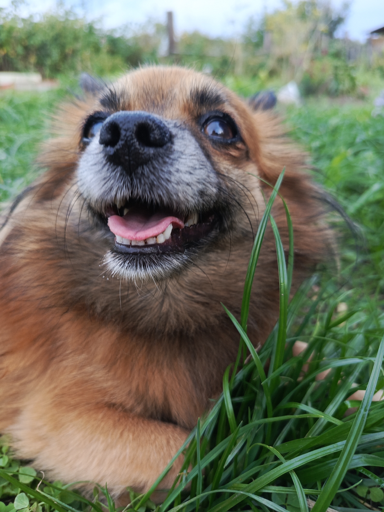 A close-up, low-angle shot shows the face of a small, long-haired, tan-colored dog lying in green grass, with its mouth open and tongue out in a panting expression. The dog's fur is a mix of brown and black, with lighter tan fur around its snout and under its chin. Its eyes are dark brown and wide open, and its nose is black. Blades of green grass are visible in the foreground, obscuring parts of the dog's face and body. The background is blurred, showing more green foliage and a faint sky. The scene appears to be outdoors, possibly in a yard or park, in Kauchuk Stantsiya, Russia. No people are present.