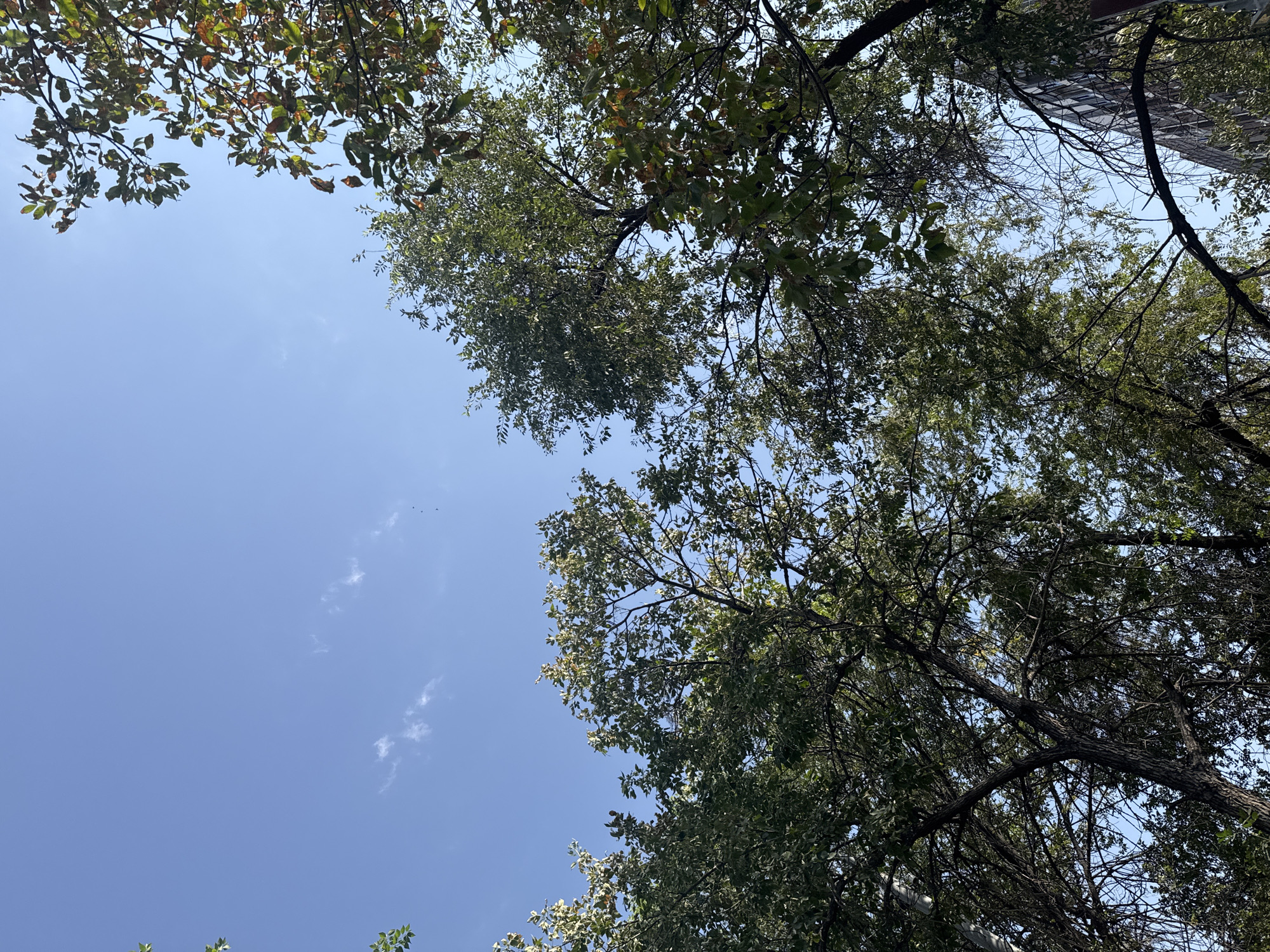 This is a low-angle, full-frame shot looking up at a clear blue sky through the branches and foliage of trees. The trees are lush with green leaves, though some on the right side show hints of autumnal color, such as brown and reddish-brown. The branches are bare in some areas, revealing the intricate network of the tree structures. In the upper right corner, a portion of a multi-story building with a reddish-brown facade is visible, peeking through the leaves. A few wispy white clouds are scattered across the sky, and several small dark specks, possibly birds, are visible in the distance. The scene depicts a natural element of urban greenery in Bishkek City, Kyrgyzstan, with the presence of human infrastructure (the building) indicating an urban setting.