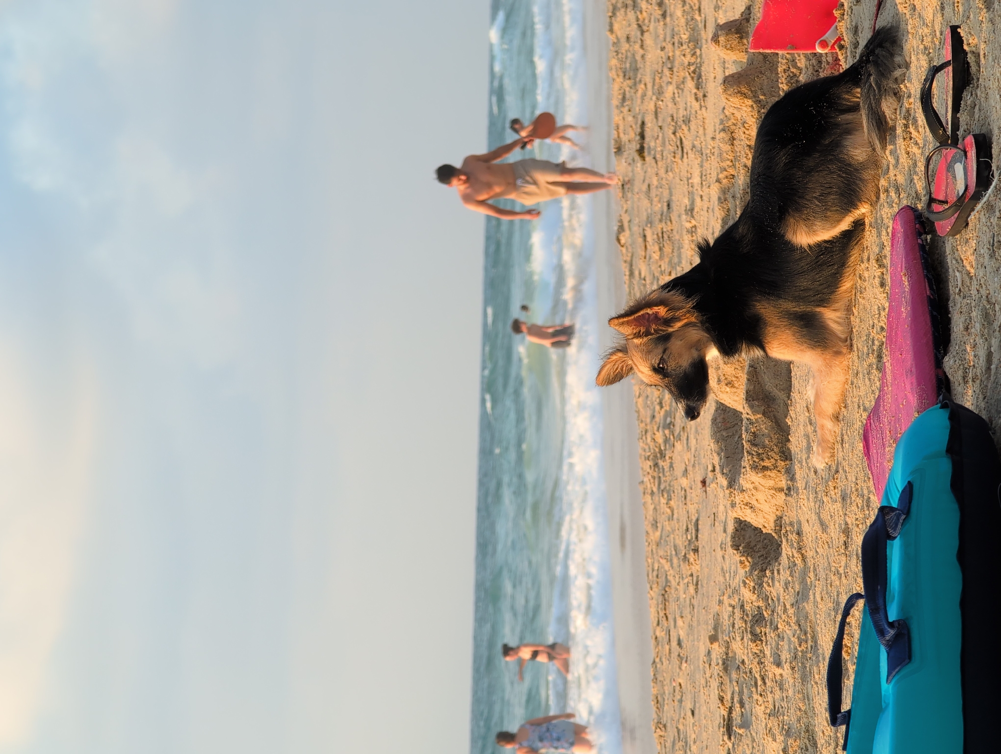 In Palmachim, Israel, a medium-sized dog with dark and tan fur lies on the sand at a beach. The dog is facing left, looking towards the ocean. In the background, the shallow ocean has gentle waves, and several people are visible. Two individuals are in the water, one appearing to be a woman in a swimsuit and another person, possibly a child, near her. Further in the background, a man walks out of the water carrying a red object, and a person in a swimsuit is walking towards the ocean. On the sand in the foreground, a turquoise inflatable tube with black handles rests beside a pink mat and a pair of red flip-flops. The sky is overcast with a pale blue and white hue.