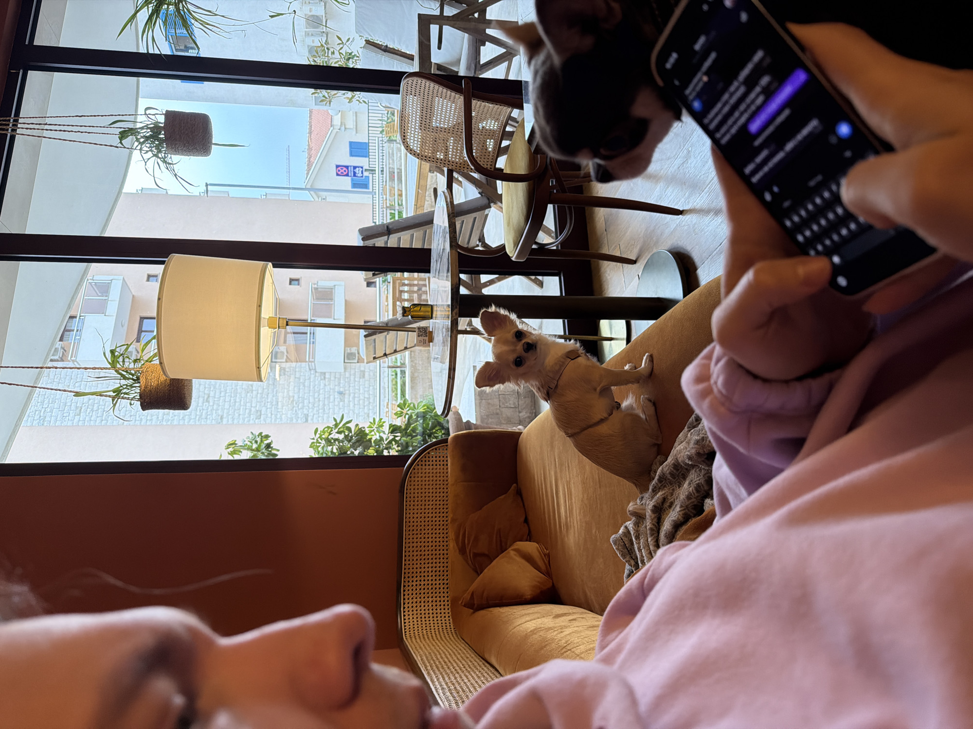 The image appears to be taken from a first-person perspective, showing a person using a phone and two dogs in a cafe. The person is wearing a pink top, their nose is in the lower left corner of the image, and they are holding a phone with a messaging app open. A tan-colored chihuahua is standing on the back of a golden brown sofa, and a black and white French Bulldog is partially visible near the top of the frame. The cafe has large windows offering a view of a building and plants hanging from the ceiling. Through the window, a building with blue shutters and signage is visible, placing the location in Boreti, Montenegro. The cafe also has wicker chairs visible in the background.