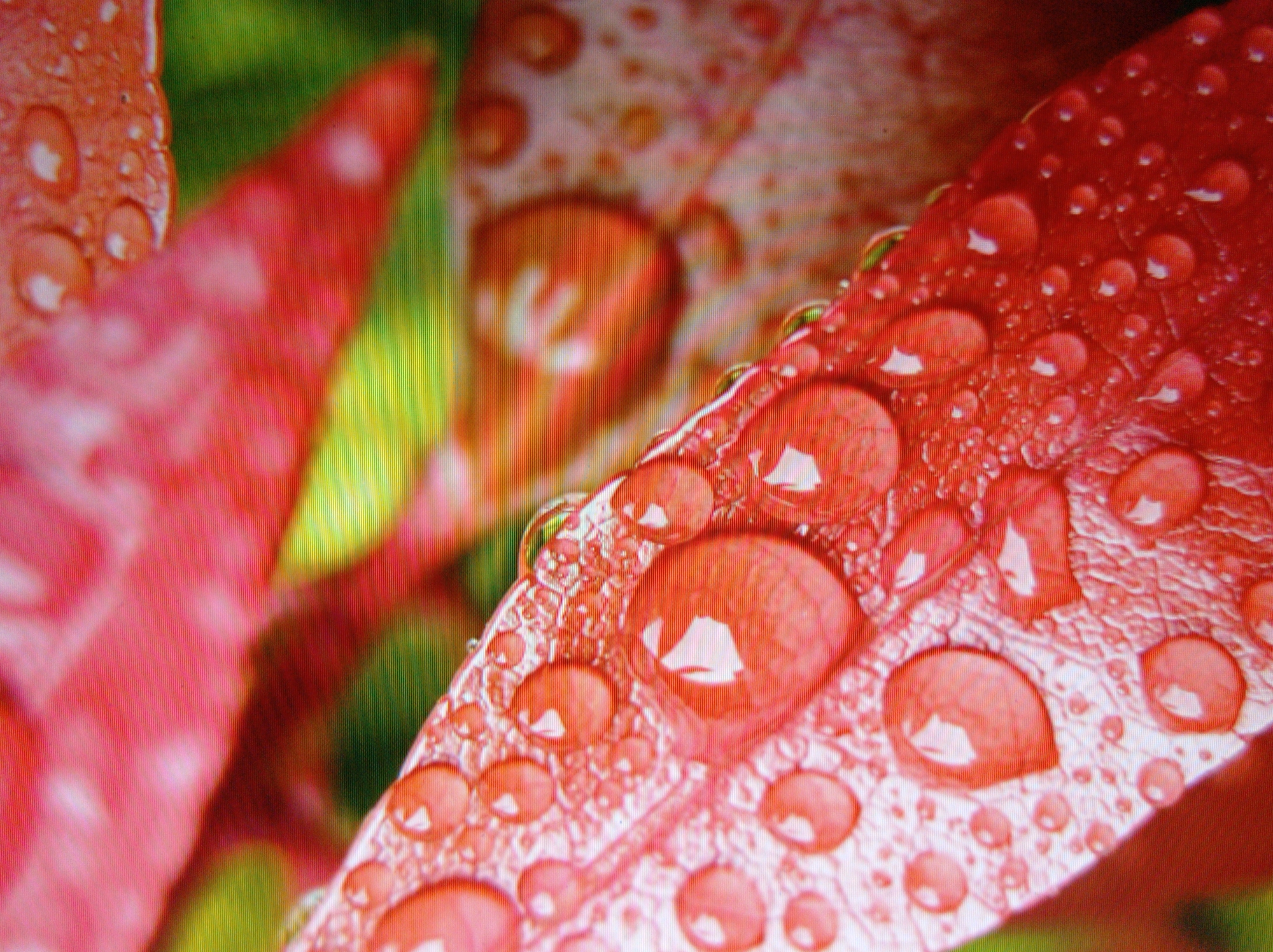The image is a close-up, macro photograph of red leaves covered in water droplets. The leaves appear to be textured, with a network of veins visible beneath the dew. The water droplets are of varying sizes, some large and spherical, reflecting the light and the surrounding environment. The background is blurred and consists of other red and green foliage, suggesting an outdoor setting. There are no people or any man-made objects visible in the image. The scene depicts a natural detail, likely captured after a rain or dewfall. The image does not contain any information that would allow for its location to be identified in the city of Mukachevo, Ukraine.