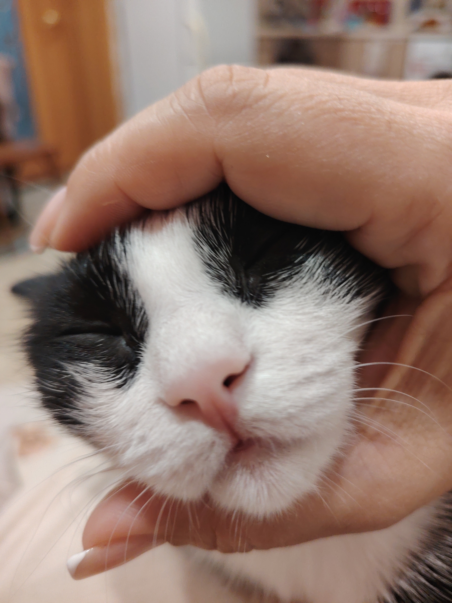 A close-up shot shows a black and white cat being held gently by a human hand. The cat's eyes are closed, and its pink nose is visible. The human hand is on top of the cat's head, seemingly petting it. The background is blurred, suggesting an indoor environment. The location and city are unknown.