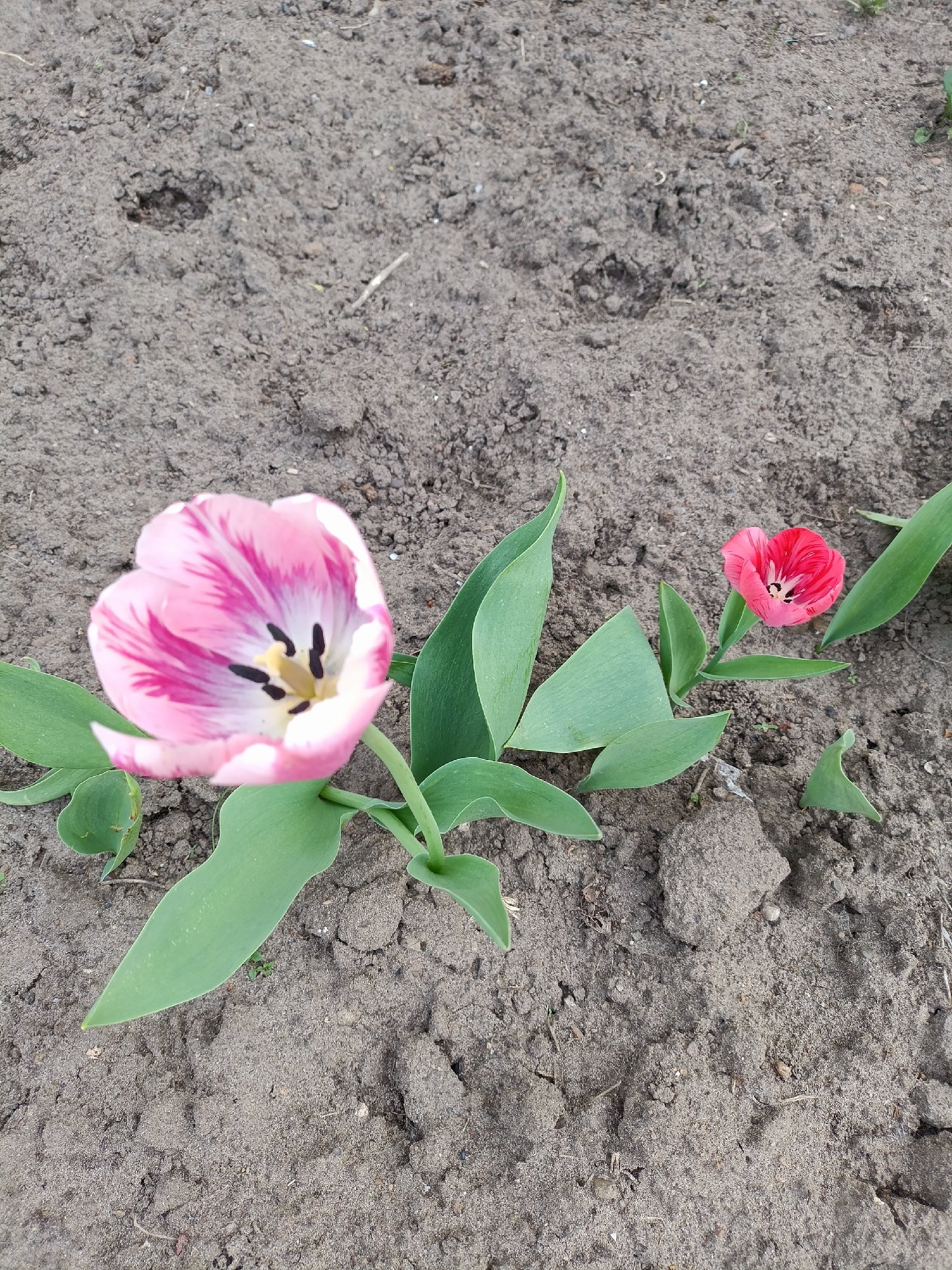 The image shows two tulip plants growing in a garden. The larger tulip has pink and white petals with a black and yellow center. The smaller tulip has red petals with a black center. The plants have green leaves. The surrounding soil is dark brown. The location is the city of Chaikovsky, Russia. There are no people in the image.