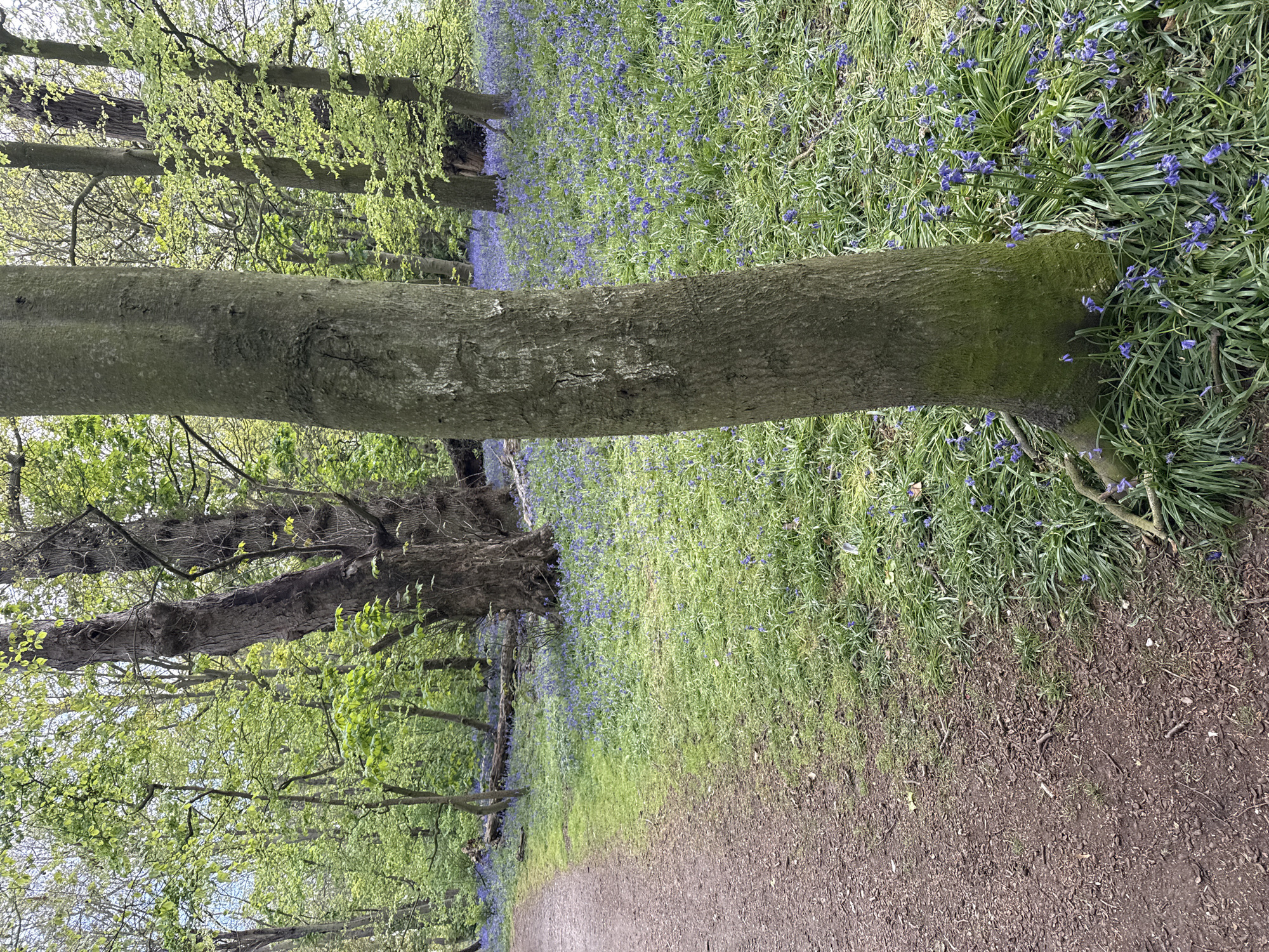 The image presents a serene woodland scene, showcasing a carpet of bluebell flowers in full bloom. A large, gnarled tree trunk, partially covered in moss, dominates the foreground, extending horizontally across the lower-mid section of the frame. Its rough, grey-brown bark shows signs of age and natural texture.
To the right of this prominent trunk, and stretching into the background, the forest floor is blanketed with vibrant green grass and countless small, purple-blue bluebell flowers, creating a striking natural display. On the left side, and further into the background, more trees with light green, fresh spring foliage are visible, suggesting the season is spring. Their branches intermingle, forming a leafy canopy overhead.
A narrow, unpaved dirt path runs along the right side of the image, winding into the distance, inviting exploration deeper into the woods. The path appears well-trodden, composed of soil and scattered organic debris.
The lighting is soft and diffused, indicating an overcast day or indirect sunlight, which enhances the natural colours of the bluebells and fresh leaves. The overall atmosphere is tranquil and peaceful. No people, animals, or man-made structures are visible, nor is any text present in the image. The scene is characteristic of a natural forest environment, consistent with the provided context of Gorleston-on-Sea, United Kingdom.