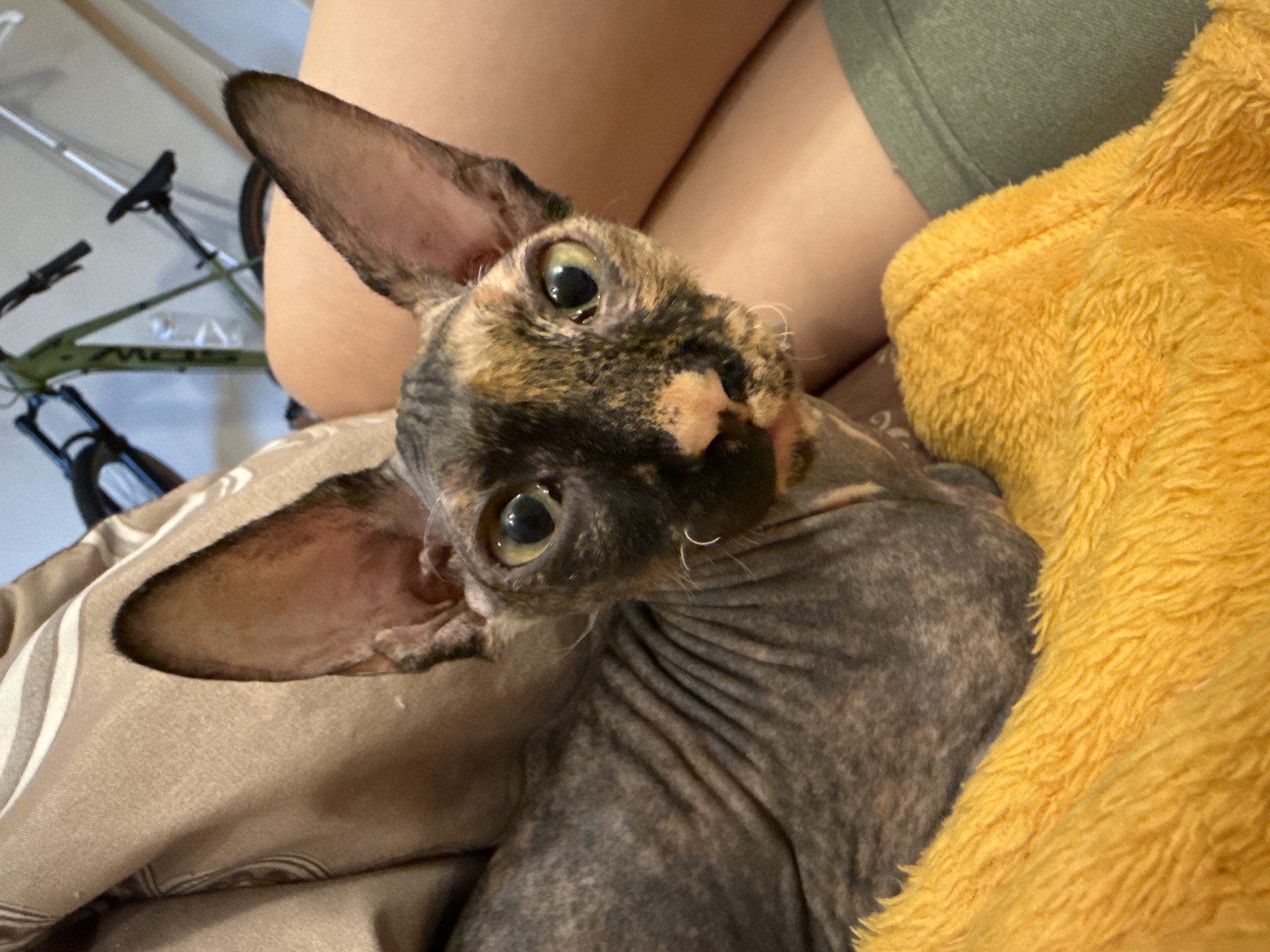 A close-up shot features a Sphynx cat with mottled black and brown fur. The cat has large, pointed ears and wide, yellow eyes, and it looks directly at the camera with its head tilted. The cat is nestled between a person's legs, and a yellow blanket is visible on the right side of the frame. A bicycle is partially visible in the background. The city and specific location are not discernible.