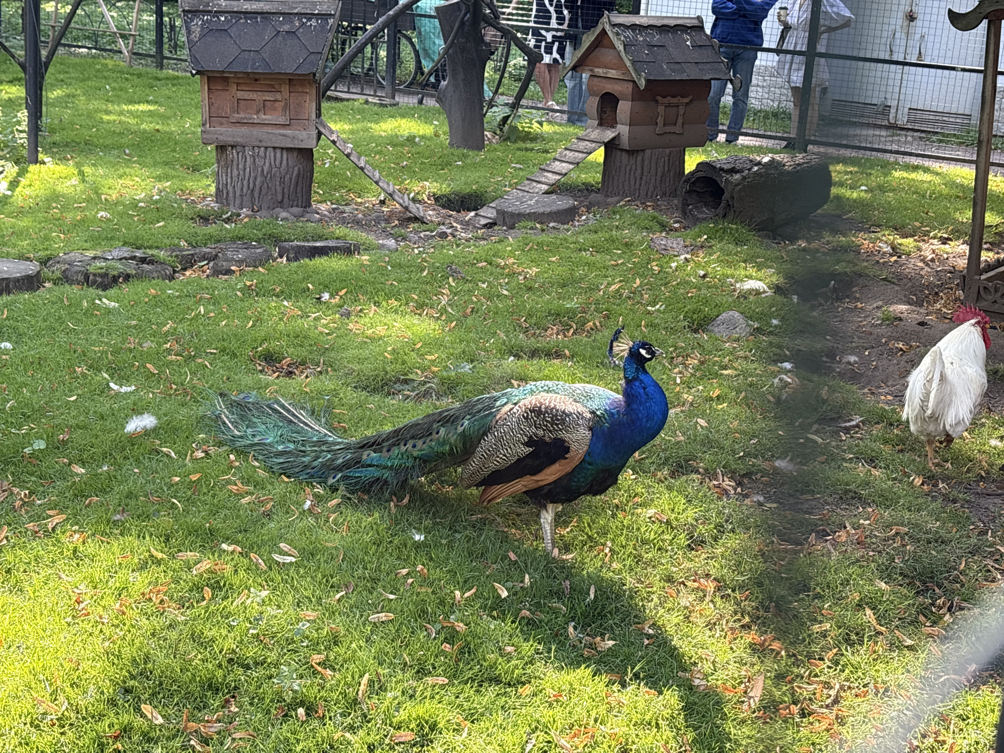 In an outdoor enclosure with a grassy ground covered in scattered leaves, a peacock stands partially visible in the foreground. The peacock is a vibrant blue and green, with its tail feathers fanned out. To the right, a white chicken with a red comb is visible. In the background, there are two small wooden structures on tree stumps, resembling birdhouses, with ladders leading up to them. Several people are standing behind a fence in the distance, observing the animals. The environment appears to be a park or zoo.