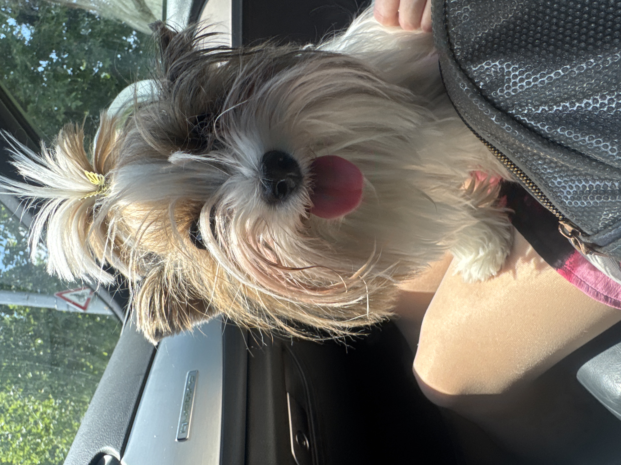 A tan and white Shih Tzu dog with its tongue out sits on a person's lap in the passenger seat of a car. The car's dashboard and passenger side window are visible. Outside the window, trees and a road sign are visible, suggesting the location is outdoors. The person holding the dog is wearing a light-colored garment. A sequined black bag rests beside the dog on the person's lap. The make and model of the car cannot be seen. No evidence indicates it is in Plovdiv, Bulgaria.