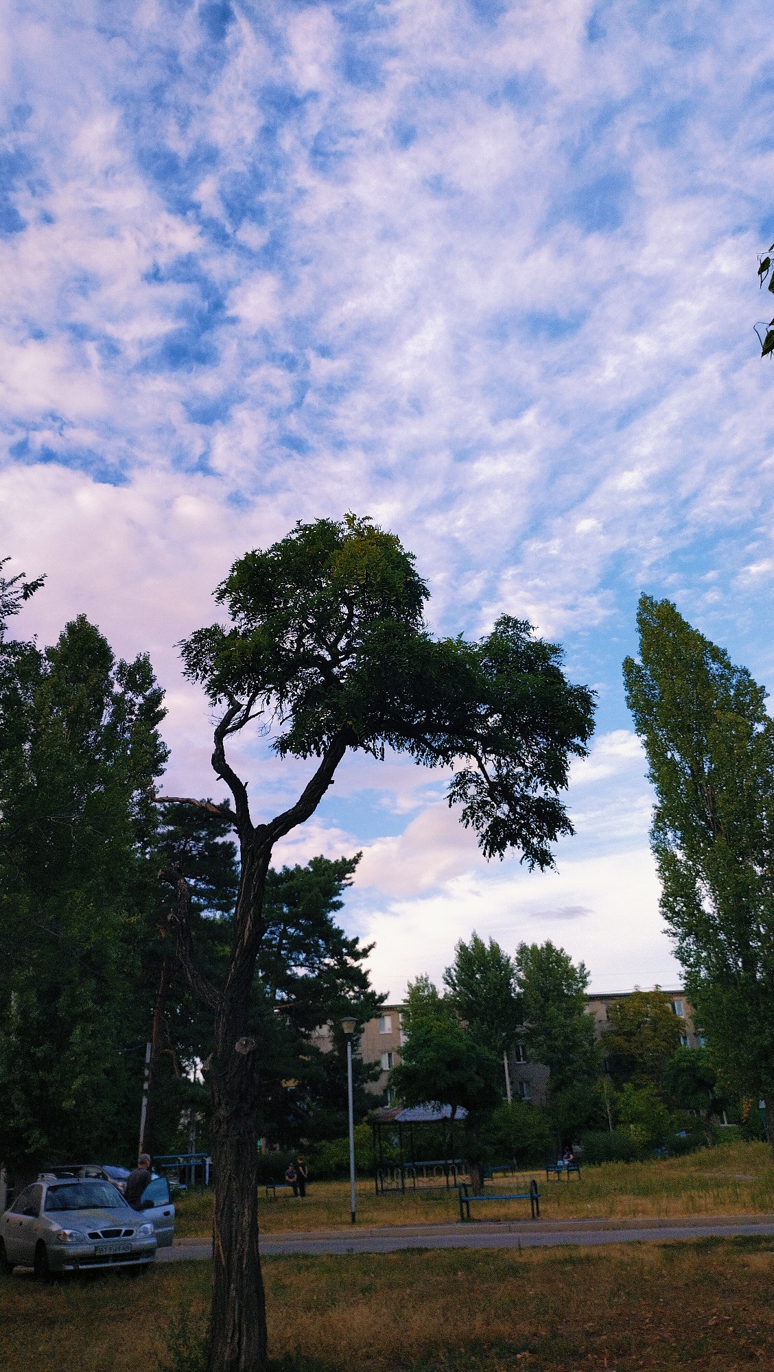 A scene in Horishni Plavni, Ukraine, features a sky filled with scattered white clouds against a blue backdrop, with hints of pink near the horizon. In the foreground, a silver sedan with its driver's side door open is parked on dry grass. Beside it, a person is visible, seemingly interacting with the car. A distinctive, gnarled tree with dark bark and a wide, spreading canopy dominates the center-left of the frame, its branches reaching towards the sky. To the right of this tree, a tall, slender tree with dense green foliage stands prominently. Beyond the trees, a low-rise apartment building with several windows and a light-colored facade is situated, partially obscured by greenery. A covered gazebo with blue benches is visible in the middle ground, along with other benches and lampposts. The ground is a mix of dry grass, gravel, and pavement, indicating a park or residential area.