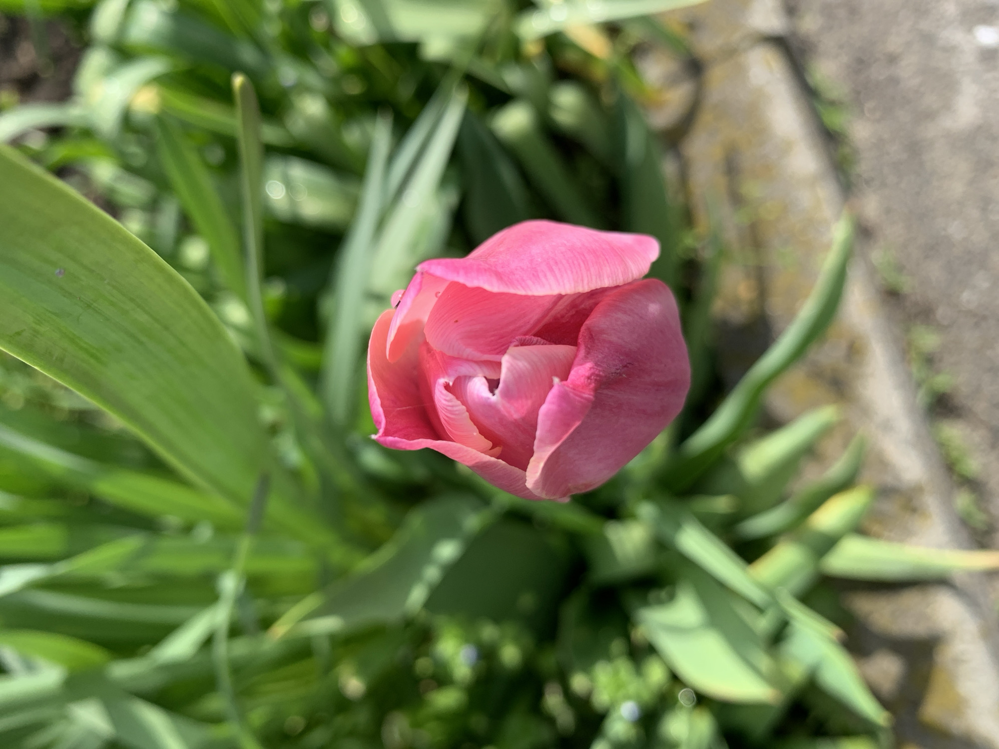 The image shows a close-up, top-down view of a pink tulip flower in partial bloom. The flower is surrounded by green leaves and the edge of a concrete structure, possibly a curb or wall, is visible in the upper right corner. The location is an outdoor environment.