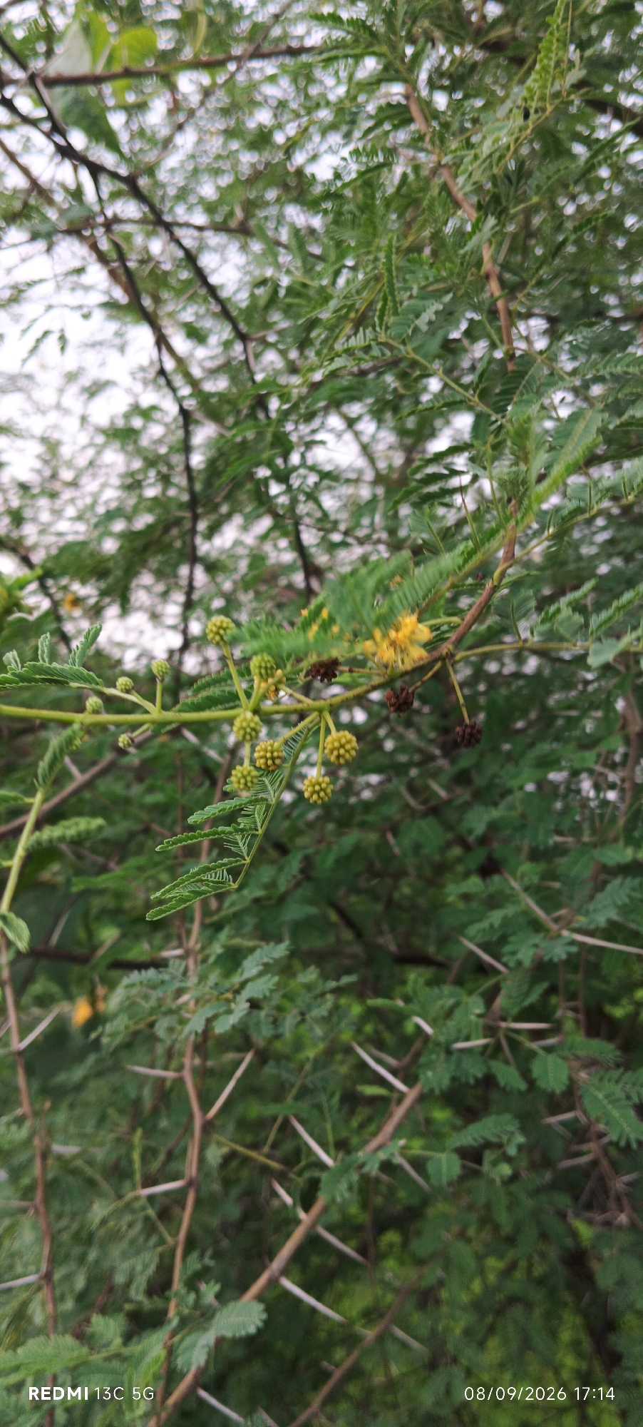 The image shows a close-up view of a thorny tree with green leaves and small yellow flowers. The tree is in a natural outdoor setting, likely in a rural or semi-rural area. The background is blurred, suggesting a shallow depth of field, with hints of a cloudy sky. There are no people visible in the image. The timestamp "08/09/2026 17:14" and the text "REDMI 13C 5G" are overlaid on the image, indicating it was taken with a Redmi 13C 5G phone on September 8, 2026, at 5:14 PM. While the location is stated as Dafarpur, India, there are no specific landmarks or environmental cues within the image to corroborate this location. The image primarily focuses on the botanical details of the thorny tree.