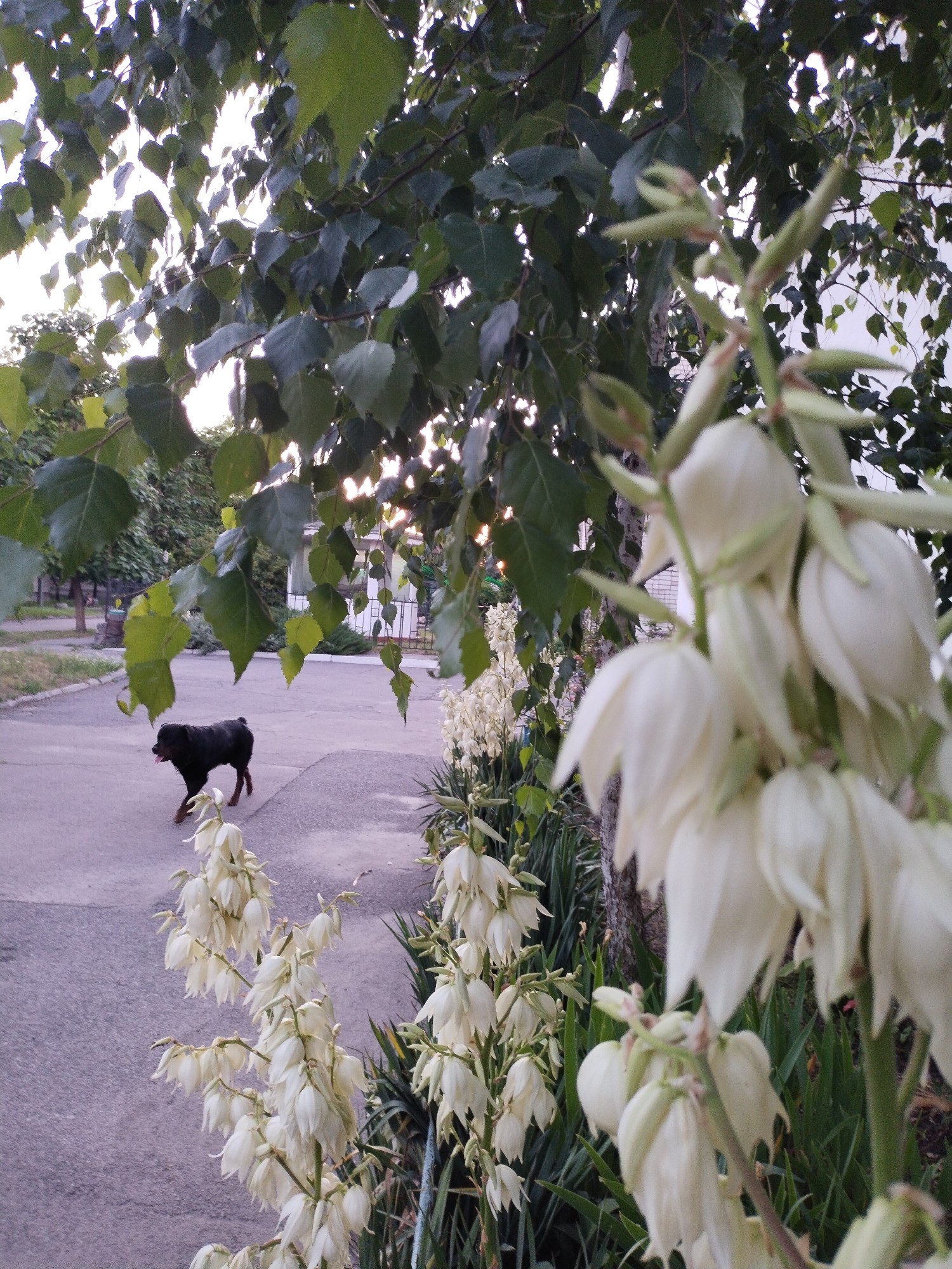 This media file captures an outdoor scene, likely in Horishni Plavni, Ukraine, during what appears to be late afternoon or early evening. The setting is a paved area, possibly a sidewalk or a yard, bordered by lush greenery. In the foreground, a cluster of tall white flowers with bell-shaped blossoms dominates the right side of the frame, adding a delicate beauty to the scene. These flowers are densely packed on tall stalks, creating a striking visual contrast with the background elements.
To the left, a dark-colored dog, possibly a Rottweiler, is walking on the paved surface. Its tongue is slightly out, suggesting it might be warm or panting. The dog's presence adds a lively element to the otherwise still image.
Behind the dog and the paved area, trees with broad green leaves form a canopy, dappling the ground with shade and light. Sunlight filters through the leaves, creating a warm and slightly hazy atmosphere, indicative of a pleasant day. In the further background, a building with a white facade is visible, along with other trees and some fencing, suggesting a residential or semi-public area.
The overall mood of the image is tranquil and serene, with a touch of natural charm provided by the flowers and the presence of the dog. There is no visible text in the media file.