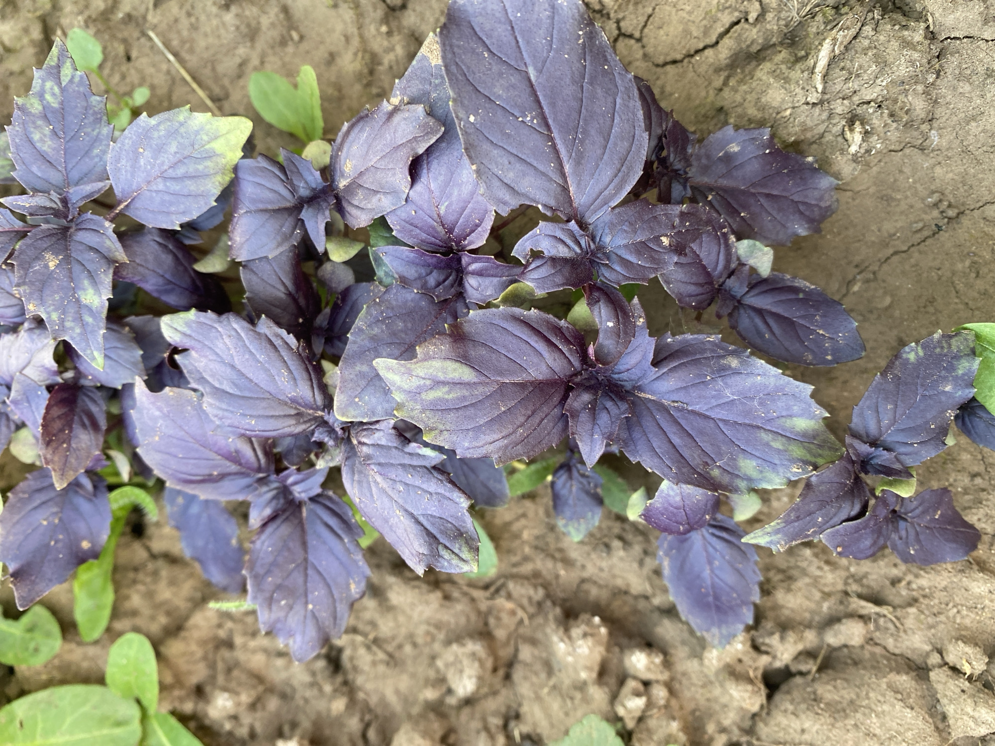 This media file is a close-up, overhead shot of a cluster of dark purple basil plants growing in dry, cracked soil. The leaves of the basil are a deep purple with some hints of green, and they appear slightly dusty. The soil is a light brown and shows signs of dryness with visible cracks and small pebbles.
There are no people or animals visible in the image. The focus is entirely on the basil plants and the ground they are growing in. The lighting suggests it is daytime, and the dry soil might indicate a sunny or arid environment, though weather conditions cannot be definitively determined. The scene is a natural outdoor setting, likely a garden or an uncultivated patch of land where the basil has grown.
Notable details include the texture of the basil leaves, which are veined and slightly serrated along the edges, and the texture of the soil, which is rough and dry. Some smaller, lighter green leaves of other plants are visible scattered among the basil and in the soil. No text is visible in the image.