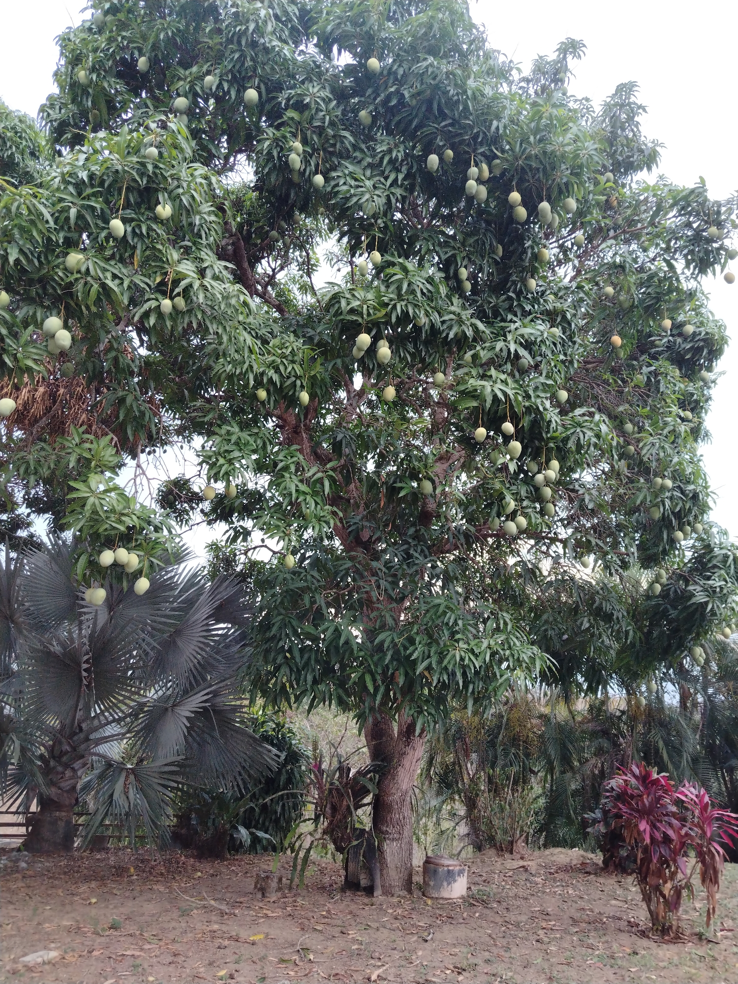 The image depicts a lush mango tree heavily laden with unripe mangoes in what appears to be a tropical or subtropical environment in Los Leoncitos, Venezuela. The tree is the central focus, its branches extending outwards and downwards. The leaves are dense and green, partially obscuring the sky. A smaller palm tree with large, fan-shaped fronds is located to the left of the mango tree. The ground is mostly bare, covered with dry leaves and small plants. Other vegetation is scattered around, including red-leaved plants to the right, with other plants in the background which suggest a garden or cultivated area. A concrete structure, possibly a well or cistern, sits at the base of the mango tree. The image suggests a humid climate and a well-established landscape. No people are visible in the frame.
