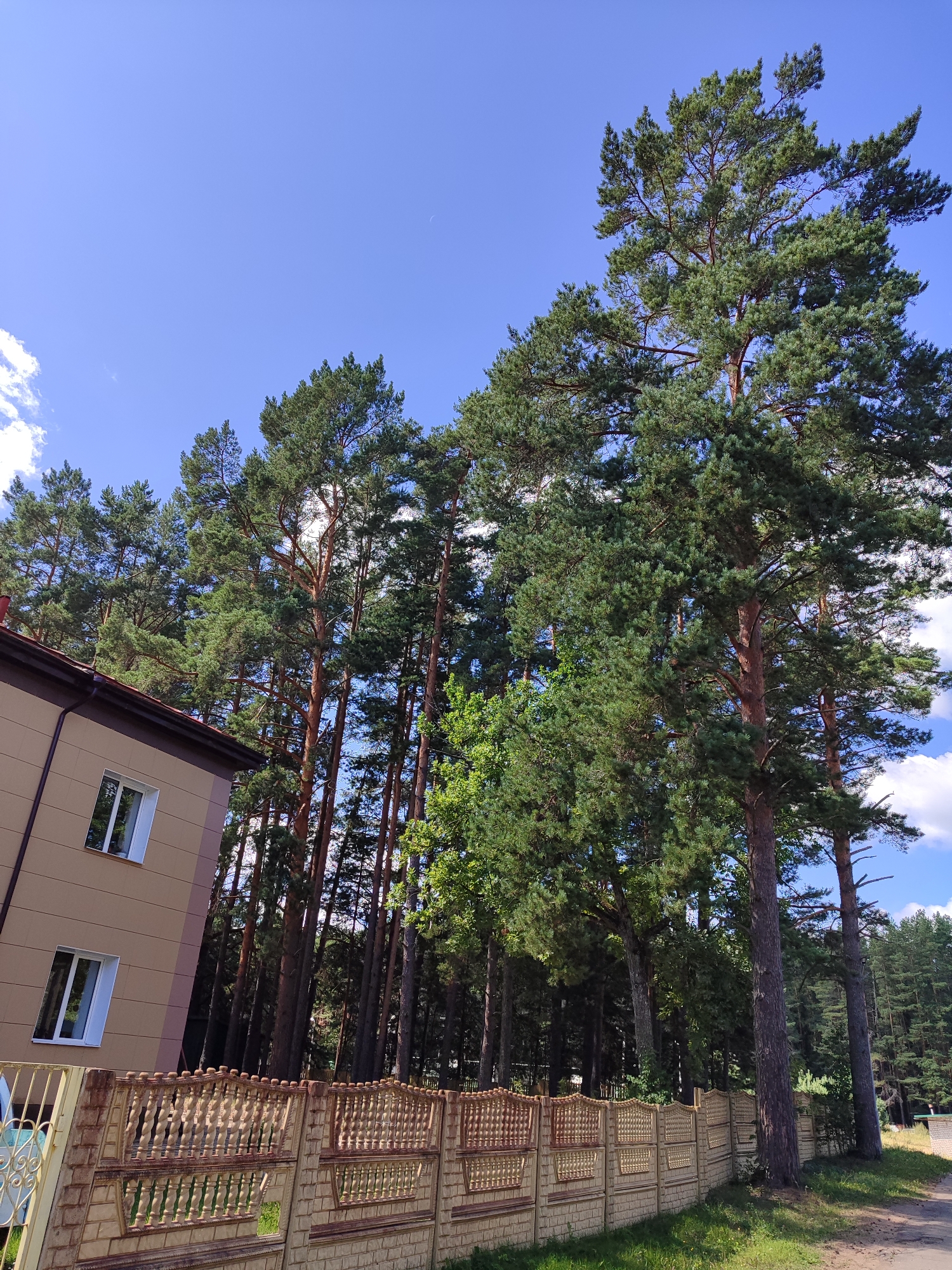 A low-angle, full shot shows a tan building with brown trim, featuring two white-framed windows on its visible side. A beige brick and decorative metal fence runs along the front of the property. Behind the fence, a dense line of tall pine trees stretches across the frame, with their green needles contrasting against a clear blue sky dotted with a few white clouds. The forest extends to the right side of the image. The scene appears to be in a suburban or rural area.