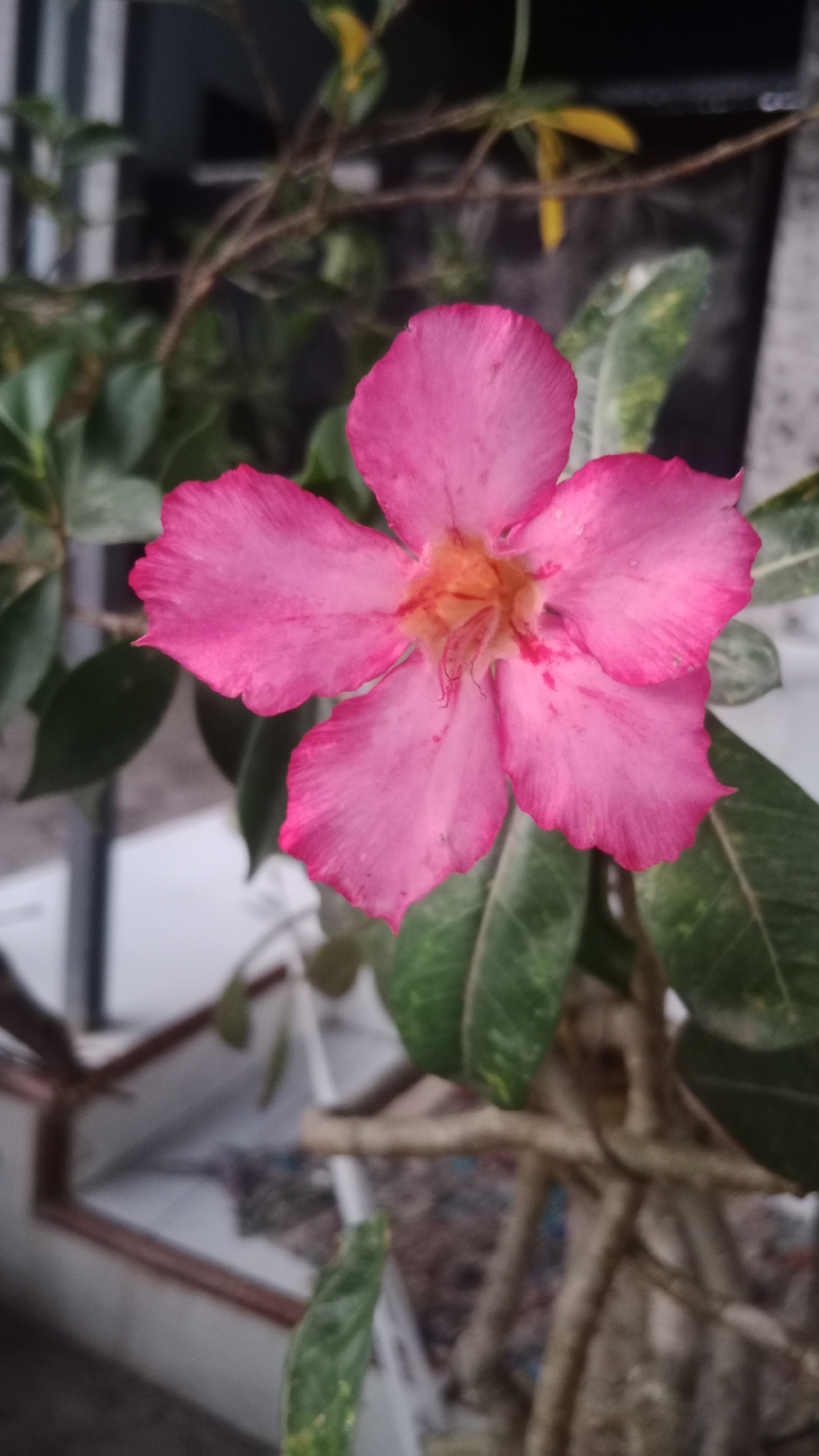 A close-up, vertical, outdoor shot focuses on a vibrant pink, five-petaled flower, likely an Adenium, with a yellow and orange center. The flower is positioned slightly off-center to the right, with its petals unfurled. It is surrounded by dark green, waxy leaves and thin, brown branches, suggesting a desert rose plant. In the blurred background, a white railing with a reddish-brown trim is visible, along with a patterned surface, possibly a rug or tiled floor. The overall lighting is moderate, with some areas appearing slightly overexposed due to the brightness of the flower. This scene is located in Wringin Putih, Indonesia.