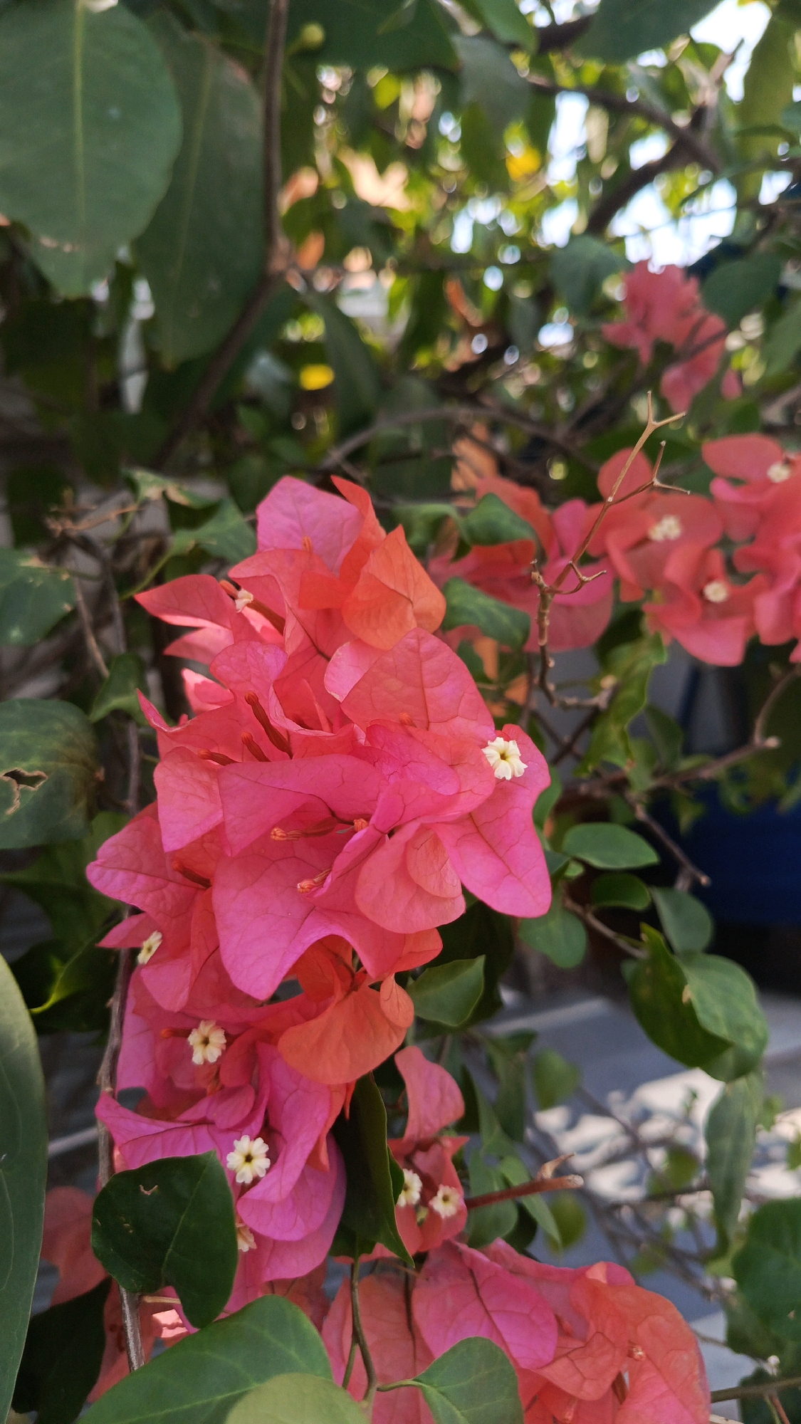 A close-up, vertical, eye-level, outdoor, daylight, medium shot focuses on a cluster of bright pink and orange bougainvillea flowers. The flowers, with their paper-like bracts and small white centers, are the primary subject. Green leaves are visible in the foreground and background, some in sharp focus and others blurred by the shallow depth of field. The background consists of more blurred foliage, branches, and a hint of what appears to be a building with a blue element, possibly a pot or container. The image was captured in Patihan Wetan, Indonesia.