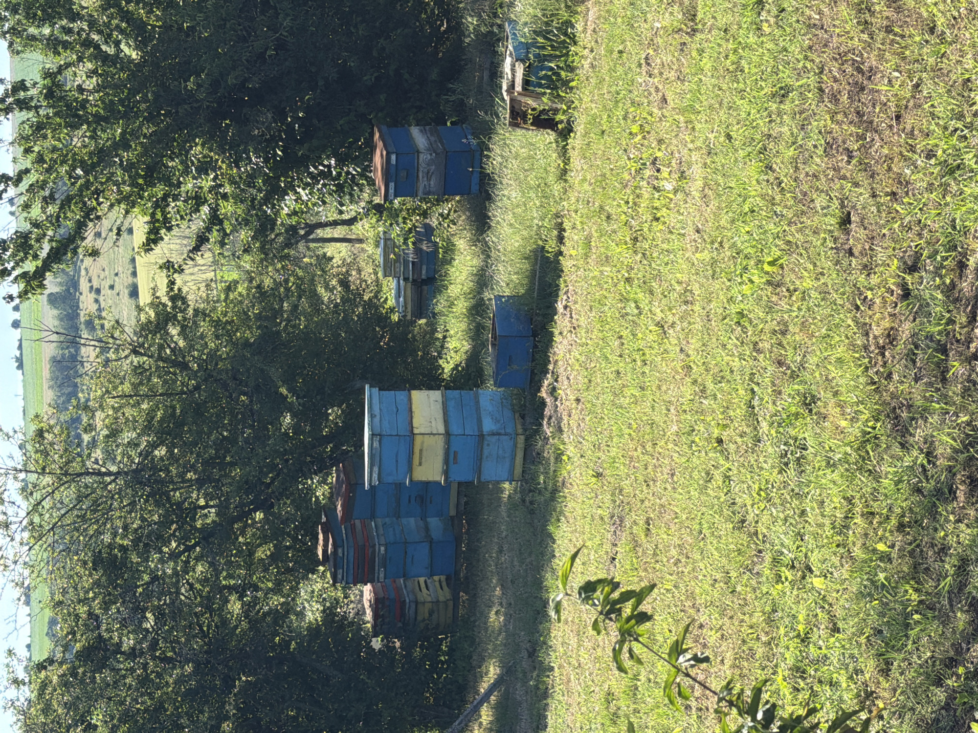 A cluster of beehives is situated in a grassy area amidst trees. The beehives are stacked in varying heights and painted in shades of blue, yellow, and red, with some appearing weathered. The surrounding environment is natural, with a gentle slope in the background, suggesting a rural or semi-rural setting. The lighting indicates it is daytime, likely late morning or early afternoon, with sunlight filtering through the leaves of the trees. The image captures a scene of beekeeping activity or apiary management.