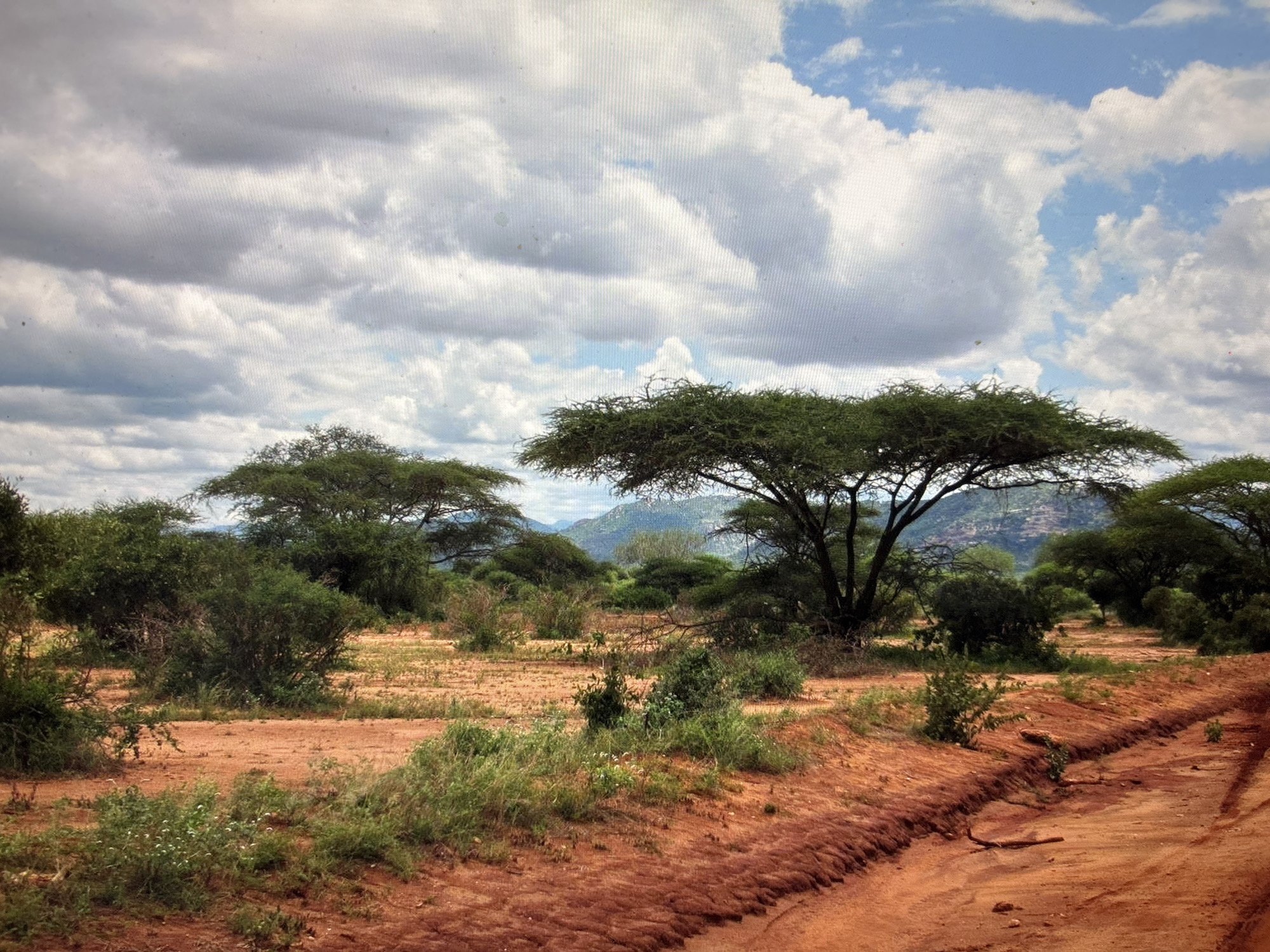 This is a landscape photograph of a savanna-like environment under a cloudy sky. The foreground is dominated by reddish-brown dirt ground, with a rutted track running along the right side. Scattered patches of dry grass and small green bushes are visible. In the midground, several acacia trees with flat, umbrella-like canopies stand prominently. The background shows more dense green vegetation and hills or mountains, partially obscured by trees. The sky is filled with a mix of white and gray clouds, with some patches of blue sky visible. The scene depicts a natural, arid landscape. This image is not from Sofia, Bulgaria.