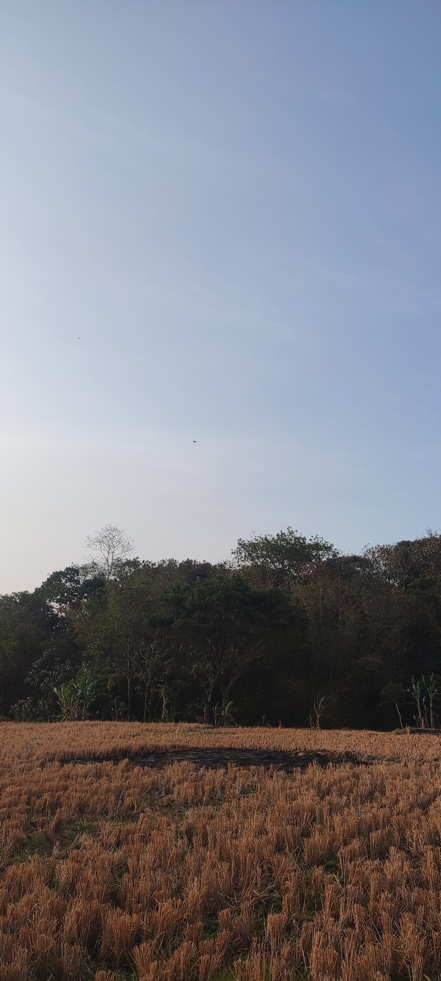 This is an outdoor, eye-level shot of a harvested field in Sedong Kidul, Indonesia, with a forest in the background and a clear sky overhead. The field is covered in dry, golden stubble from a recently harvested crop, likely rice, arranged in rows. A dark, possibly burned patch is visible in the middle ground of the field. Beyond the field, a dense line of trees forms a dark green backdrop, with a single bare tree visible towards the left of the forest line. The sky is a pale, clear blue with a slight haze, and two small, dark specks, possibly birds or insects, are visible in the sky. The overall impression is one of rural tranquility after a harvest.