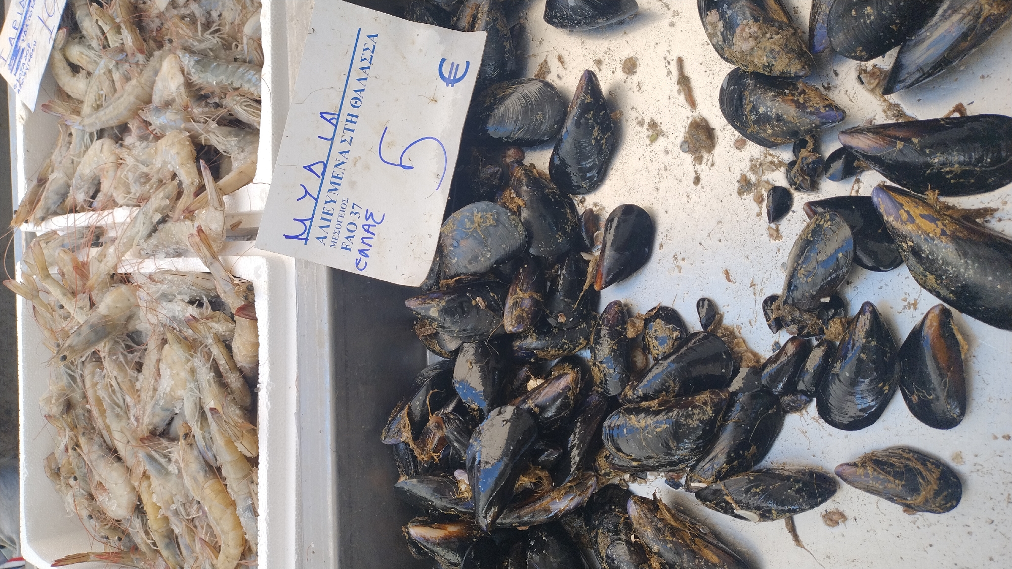 The image depicts a close-up, eye-level view of a seafood stall in the city of Neoi Epivates, Greece. In the upper portion of the frame, two white Styrofoam containers are filled with fresh, uncooked shrimp, appearing pale and iced. Below the shrimp, a collection of mussels, characterized by their dark, glossy shells, are piled in a metal tray. A white price tag, partially obscured by the mussels, is visible. The tag features Greek text, with "MYDIA" prominently displayed at the top, likely indicating "mussels." Beneath this, "ALIEYMENA STH THALASSA" (meaning "caught in the sea") is written, followed by "FAO 37" and "SALAS" (possibly indicating "salt" or a type of preparation). A handwritten number "5" and the Euro symbol "€" are also present on the tag, suggesting a price of 5 Euros. The overall scene suggests a bustling local market or fishmonger.