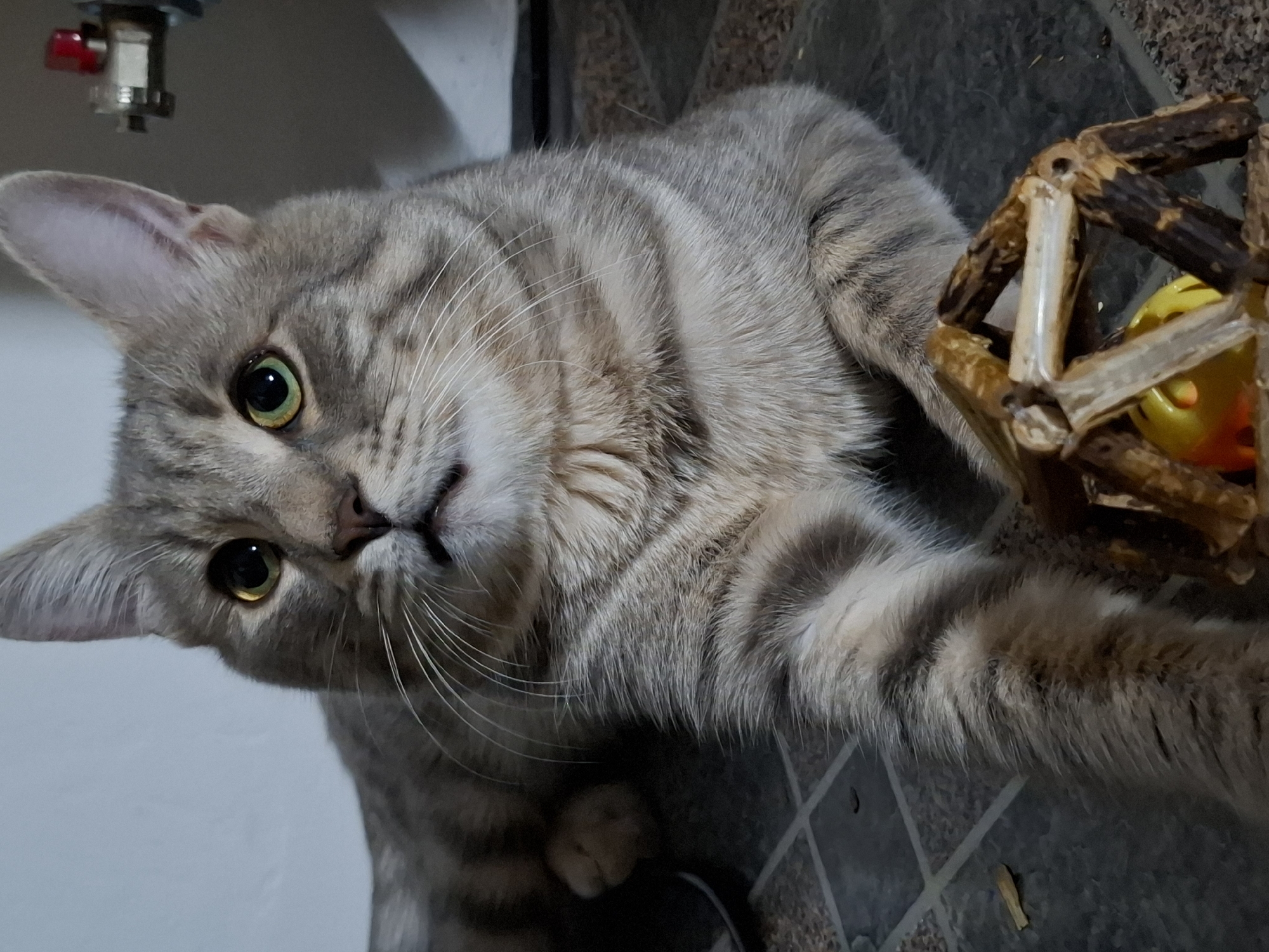 A silver tabby cat with green eyes lies on a gray tiled floor, playing with a wooden and plastic ball toy. The cat is predominantly in the foreground, looking up and to the left. A white wall is partially visible on the left side of the image. In the upper left corner is a metallic plumbing fixture. The location is unknown, but if it is in Novi Sad, Serbia, the description remains the same.