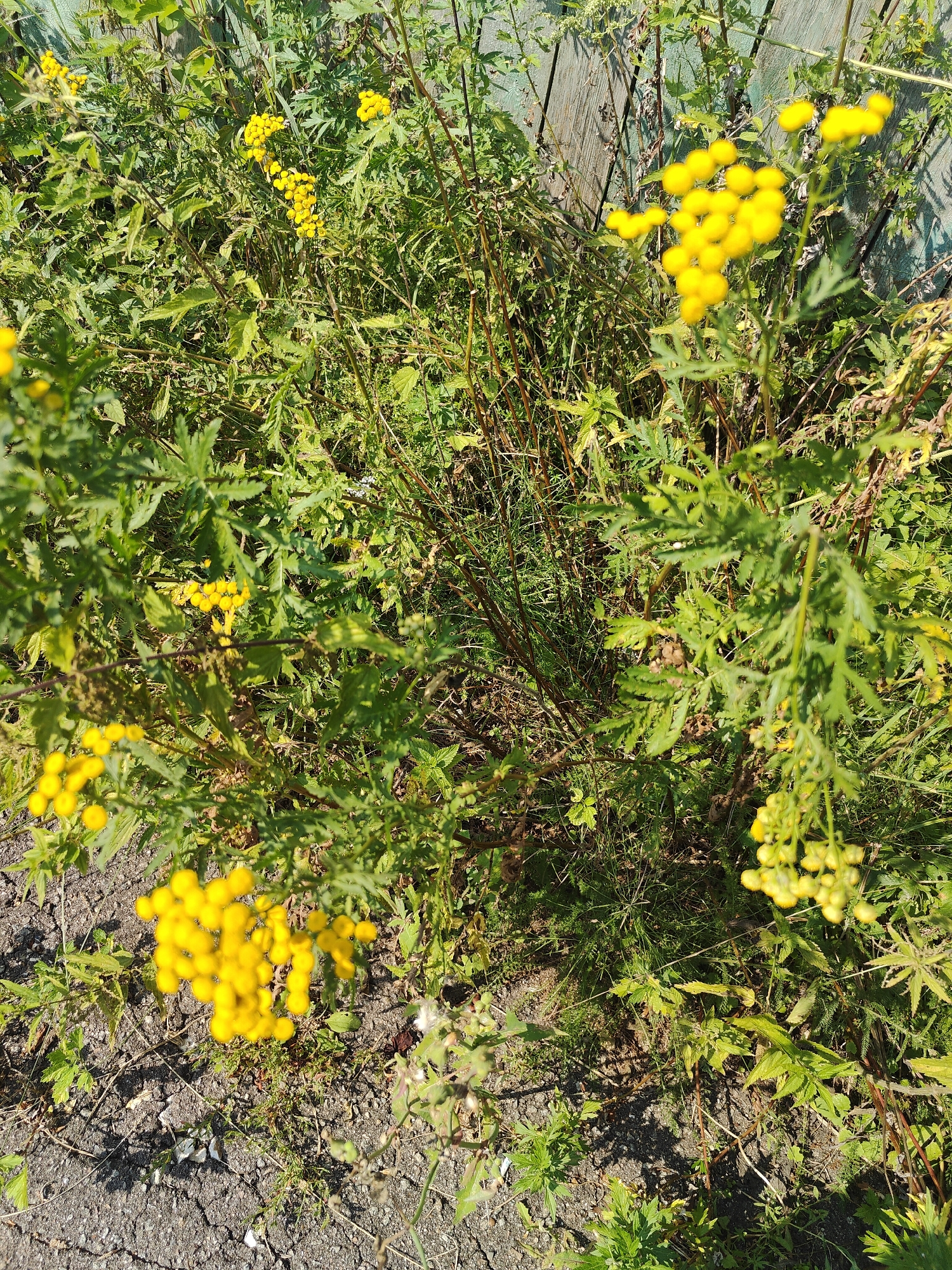 This is a close-up, eye-level, outdoor photograph of a patch of wild tansy plants growing against a wooden fence. The tansy flowers are a vibrant yellow and appear in clusters. The leaves are green and feathery. The ground beneath the plants is a mixture of asphalt and dirt with scattered small stones and grass. The wooden fence in the background is weathered and painted a faded green color. Sunlight is casting shadows through the foliage. The scene is devoid of any people or animals.