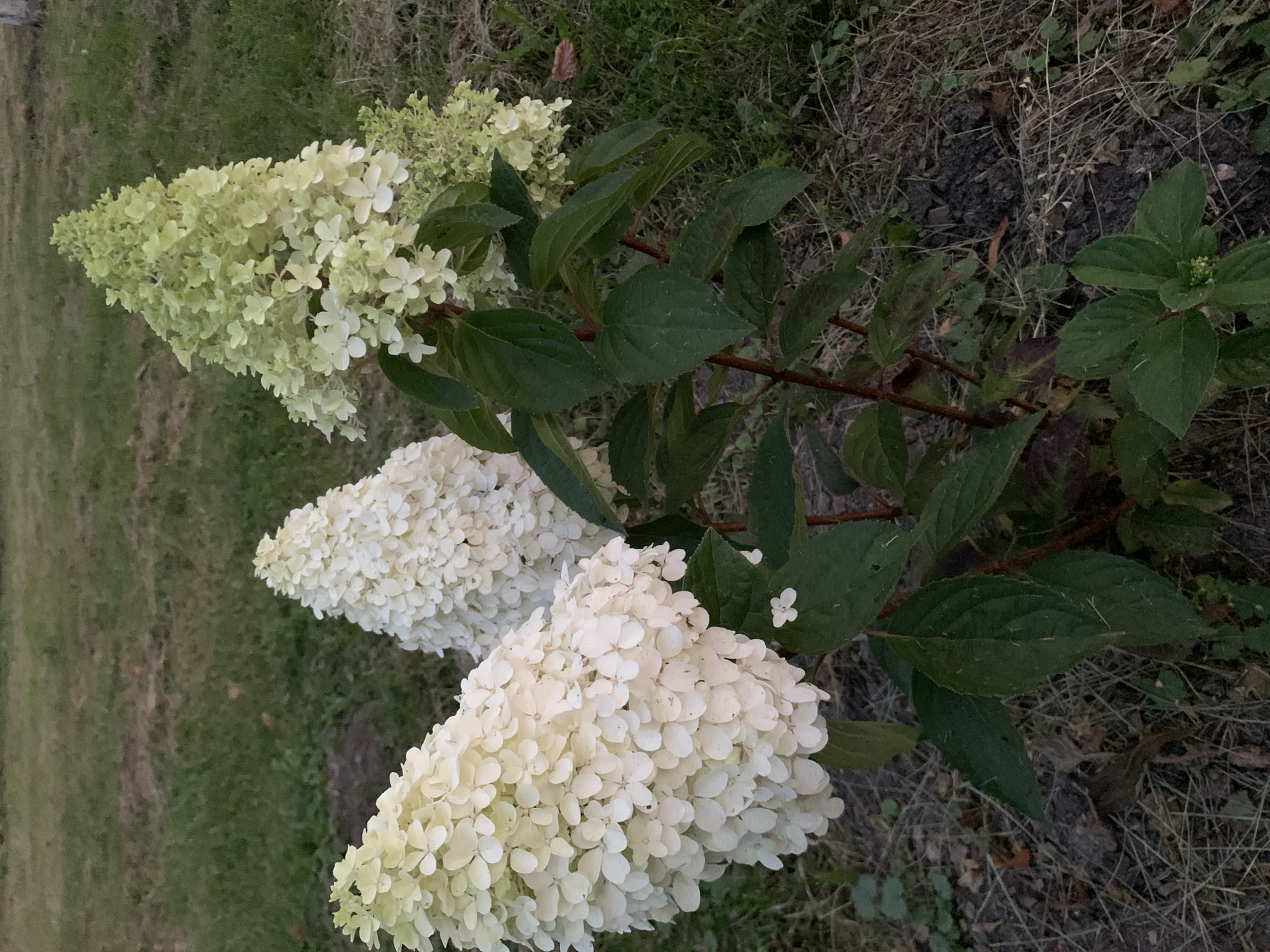 The image depicts a close-up, eye-level view of several blooming hydrangea plants with white and pale green cone-shaped flower clusters. The plants have dark green leaves and reddish-brown stems, and are situated in a garden setting with dry grass and soil visible around their base. The background consists of more grass, some of which appears dry and sparse. The lighting suggests it may be late afternoon or early evening. There are no people or animals visible in the image. This scene is likely in an outdoor garden area within Kapyĺ, Belarus, given the context provided.