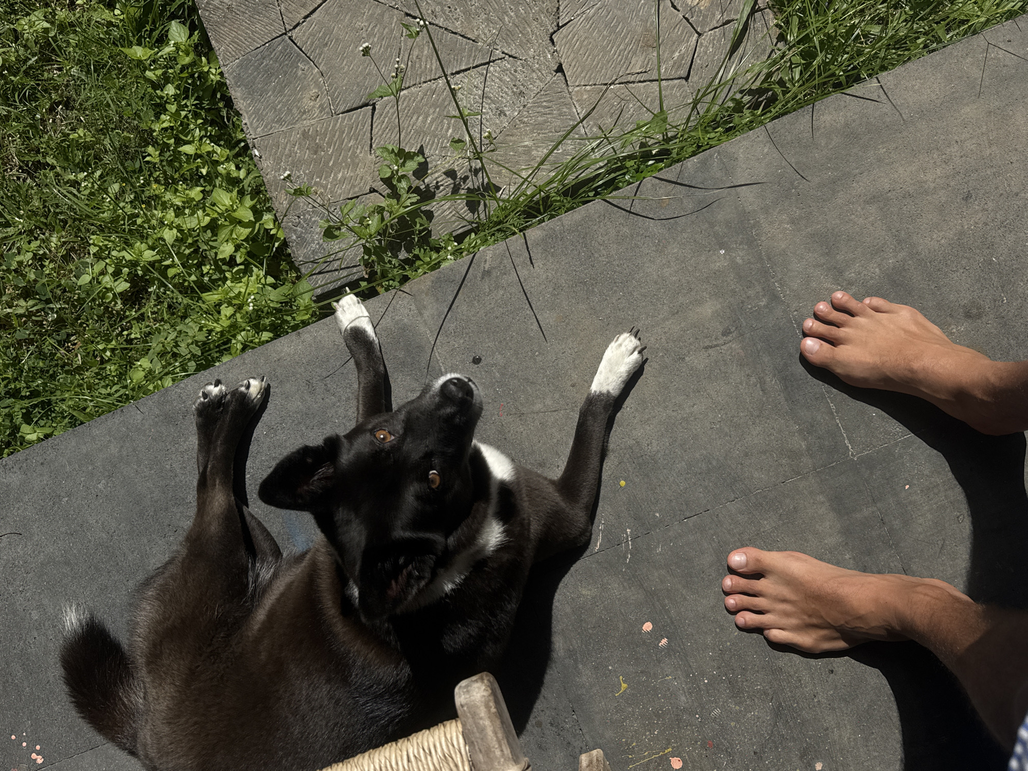 In Kuta Selatan, Indonesia, a black and white dog is lying on a dark grey paved surface, partially in the shade and partially in the sun. The dog's body is mostly black with a white chest and white paws. It is looking to the right, with its head slightly raised. To the left of the dog, a portion of a woven textured object is visible. In the foreground, two bare human feet are positioned, casting distinct shadows on the paved surface. The feet appear to be a person's left and right feet, with the left foot closer to the camera. Adjacent to the paved area is a strip of green grass and some patterned stone tiling. The overall scene appears to be an outdoor setting, possibly a patio or garden area.