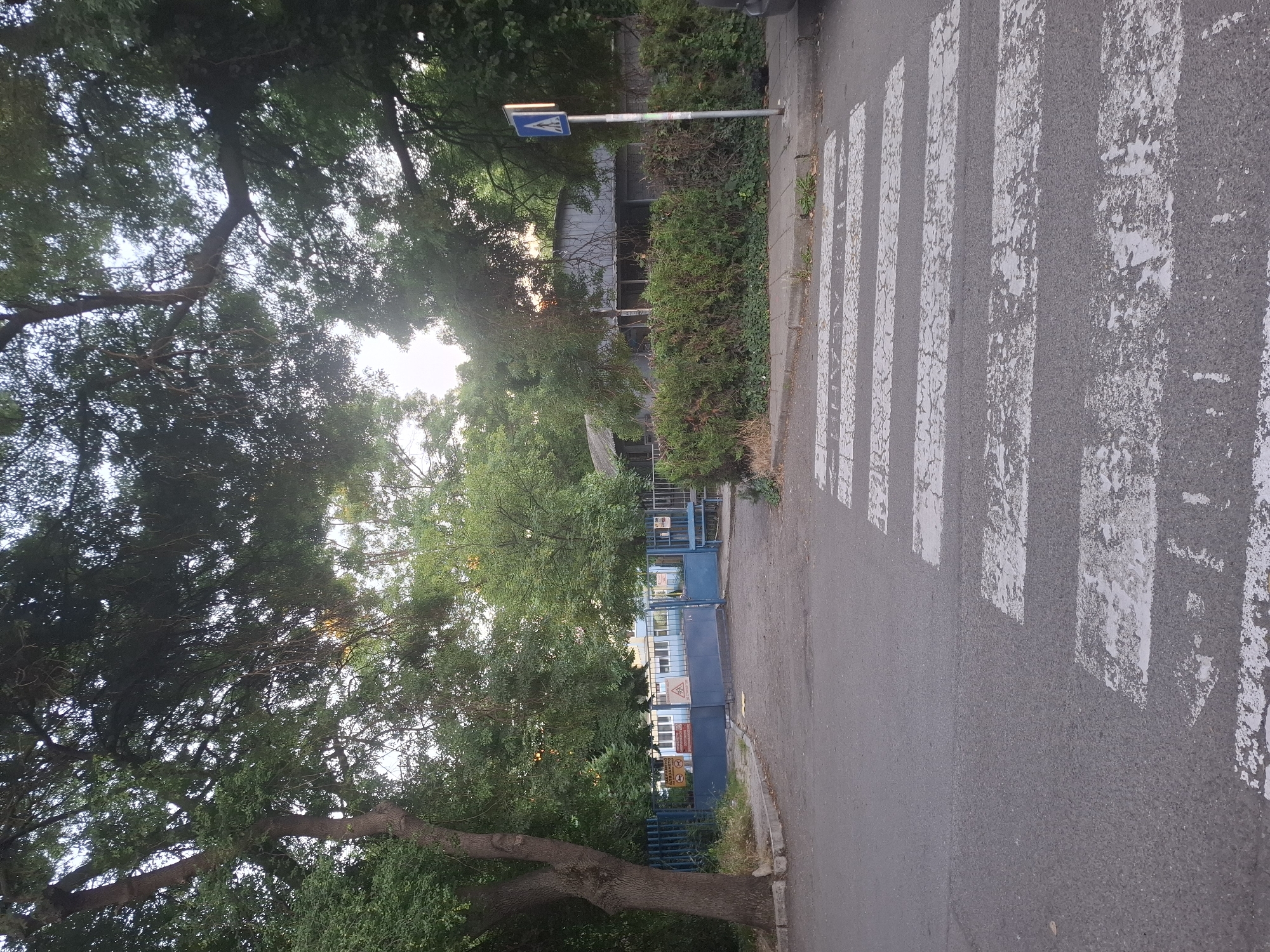 The image depicts a street scene in front of a school or institutional building. A pedestrian crossing is prominently featured in the foreground, with faded white stripes painted across the asphalt road. To the left, a large tree with a textured trunk stands near a blue metal fence that encloses the property. Beyond the fence, a blue building with windows is visible, and further back, a more modern, grey structure with a sloping roof is partially obscured by dense green foliage. A pedestrian crossing sign, a blue square with a white silhouette of a person walking, is mounted on a pole to the right of the road, near a sidewalk lined with bushes and a patch of green ground cover. The scene appears to be set in an urban or suburban environment, surrounded by trees and vegetation, suggesting a natural, yet managed, outdoor setting. The lighting indicates it is likely daytime, possibly late afternoon, with the sun casting some light through the trees.