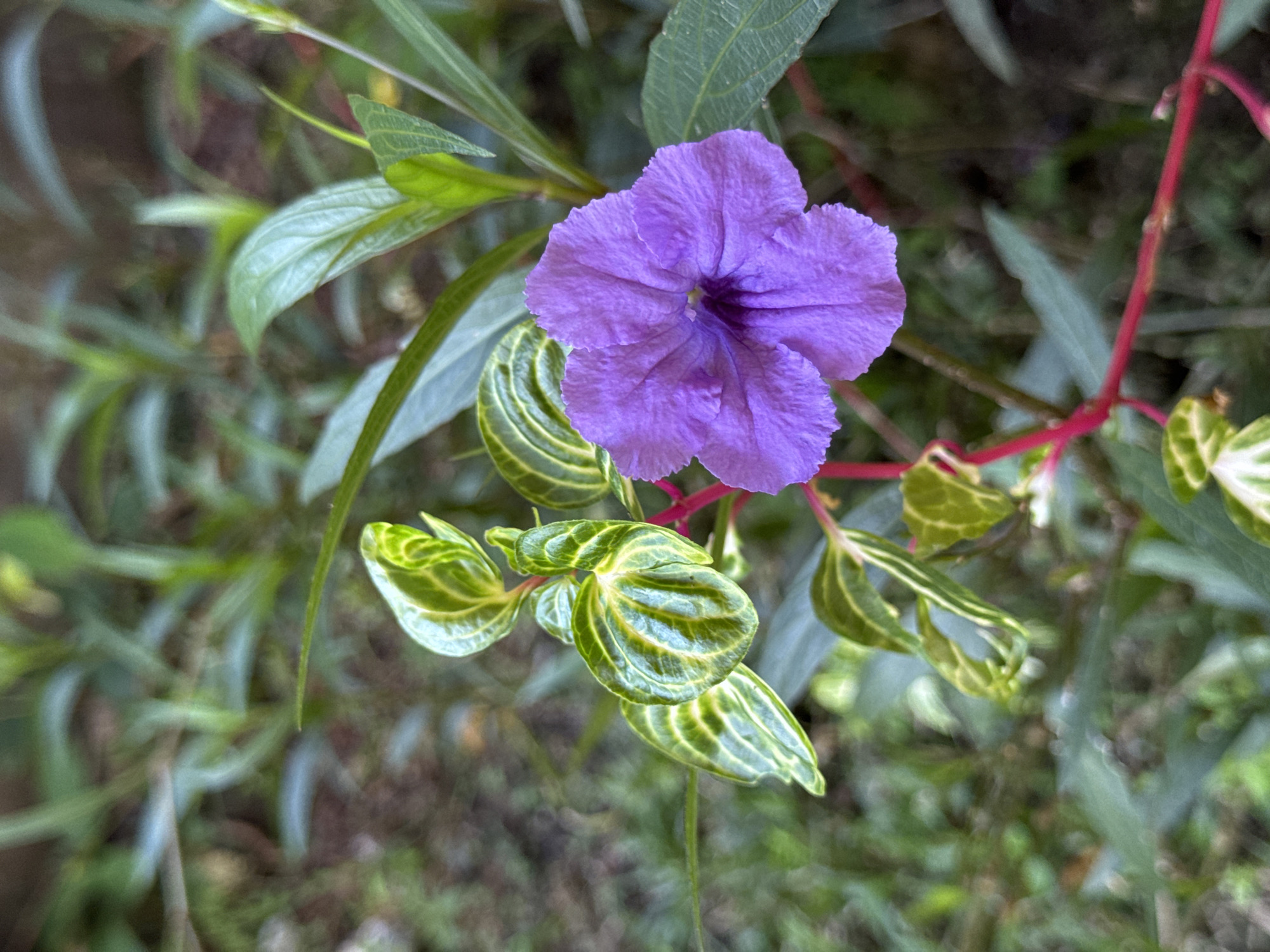 A close-up, eye-level shot focuses on a single vibrant purple flower with five petals. The flower is centered slightly to the right of the frame. Its petals are textured and slightly crinkled. A dark purple center is visible. Emerging from behind the flower are several green leaves, some of which are tinged with yellow and exhibit a striped pattern. The stem of the flower and leaves is a striking reddish-pink. The background is a soft blur of green foliage and darker earth tones, suggesting an outdoor garden environment. The overall lighting is natural and diffused, indicating it might be a cloudy day or the scene is in shade. The image appears to have been taken in a garden in the Ubud District, Indonesia, given the tropical foliage and lush greenery. There are no people or animals present in the image.