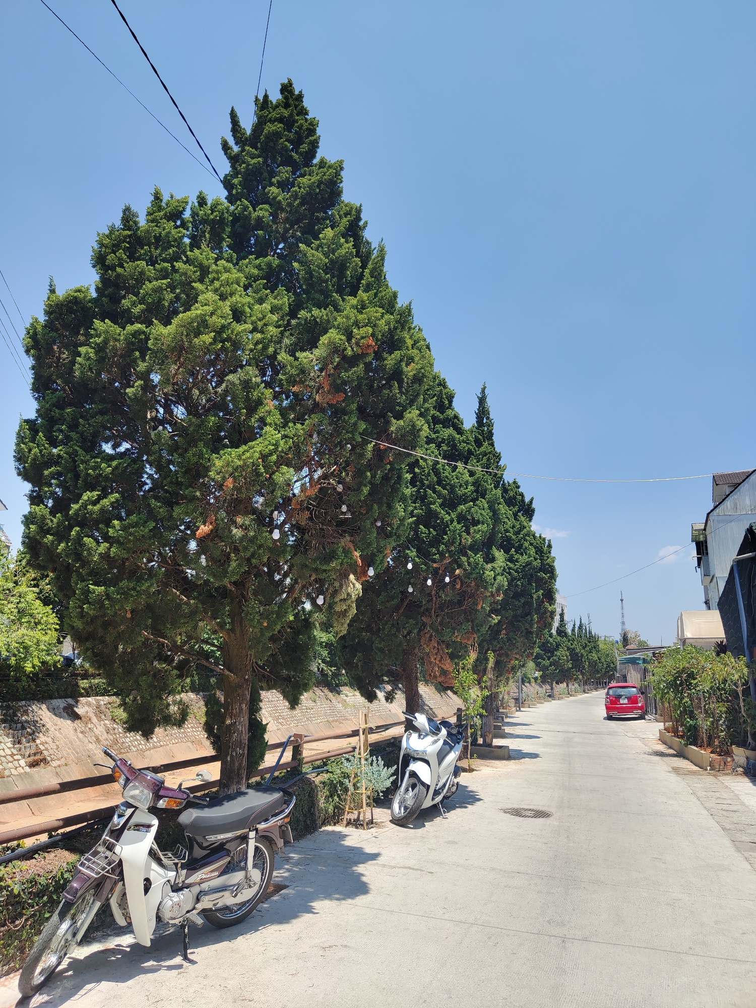 The image depicts a street scene in Cam Ly, Đà Lạt, Vietnam. A line of tall, mature trees flanks the left side of the concrete road. String lights hang amidst the foliage of one of the trees. Two motorcycles are parked on the side of the road. The first motorcycle is purple and white, and is parked on the left, while the second is white and is parked a short distance away. On the left, a rusty metal railing separates the street from a lowered, possibly dry drainage ditch. The right side of the street features denser foliage and a metal structure. A red car is visible further down the street, parked on the right. Power lines traverse the sky above the trees. The sky is bright blue and clear. The scene appears to be well-lit.