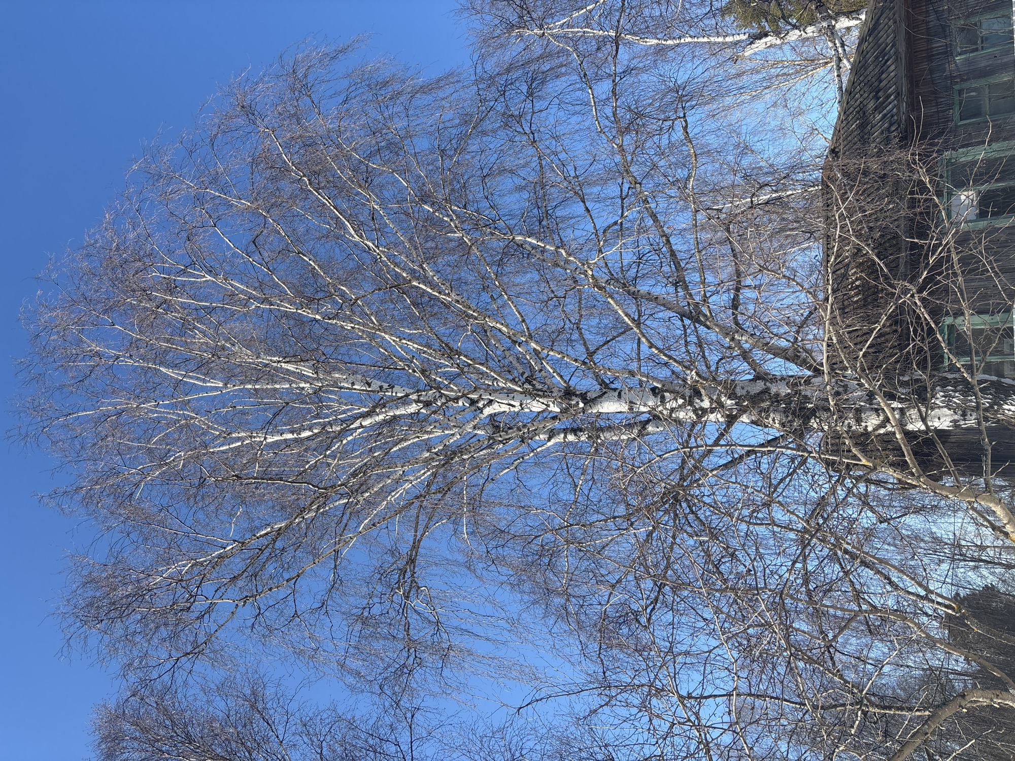 A low-angle shot captures a stand of bare birch trees with stark white bark against a cloudless, vibrant blue sky. The absence of leaves suggests it is winter or early spring. To the right of the trees, a portion of a dark, wooden building with green-framed windows is visible. The building's weathered exterior and architectural style suggest it could be located in the rural area of Russia. No people are visible in the frame. Given the provided context of Marakushi, Russia, the scene likely depicts the town's natural landscape integrated with old wooden architecture.