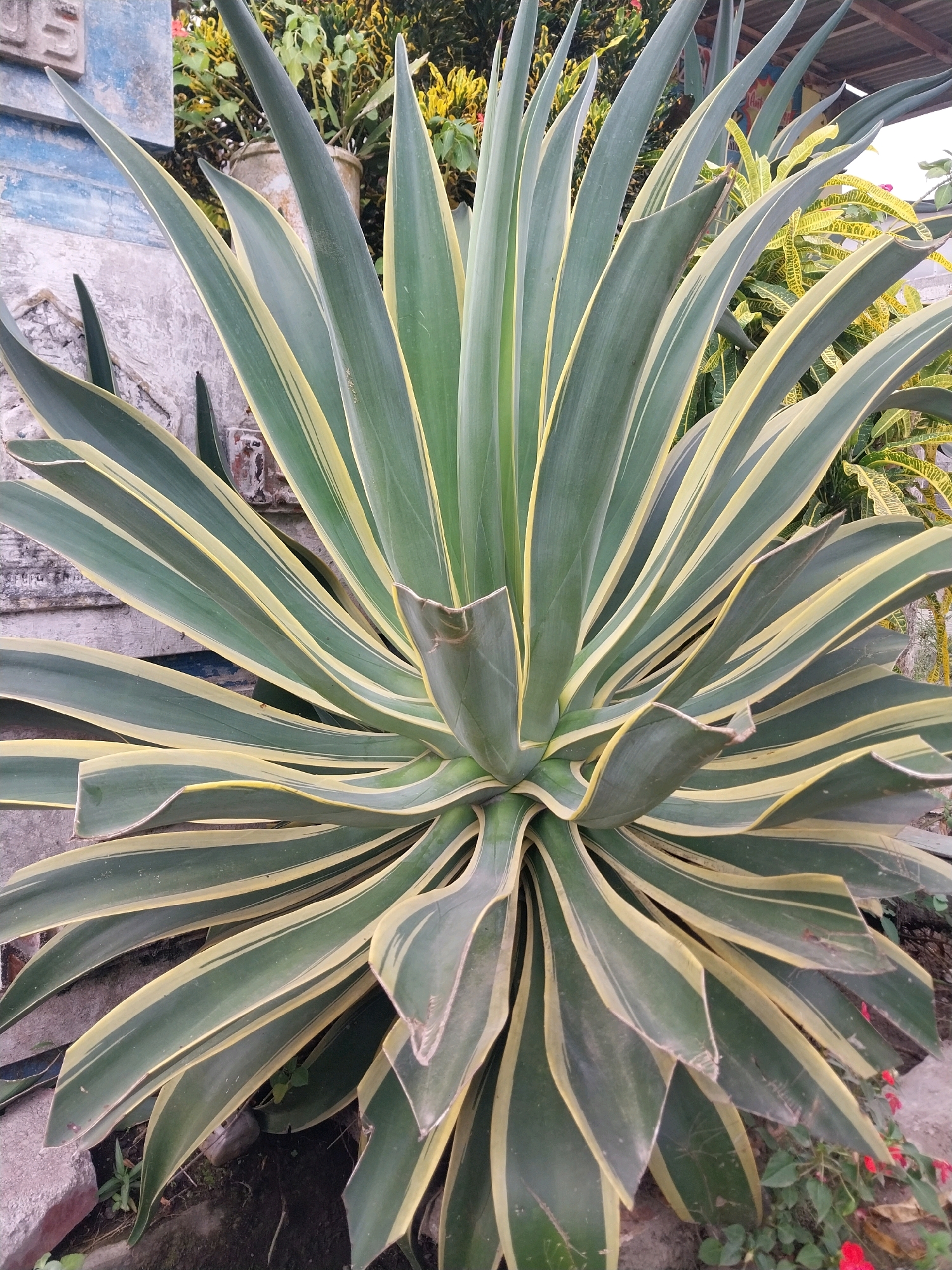 The image shows a close-up of a large, variegated agave plant with long, spiky leaves that are green with yellow edges. The plant is positioned in the foreground, its leaves fanning out in a radial pattern. In the background, a portion of a weathered, blue-painted concrete structure is visible on the left, with some out-of-focus green and yellow foliage behind the agave. The ground beneath the plant appears to be soil with some small rocks and sparse, low-lying green plants, with a few small red flowers visible at the bottom right. The scene is outdoors, under natural light. The location is identified as Nglegok, Indonesia.