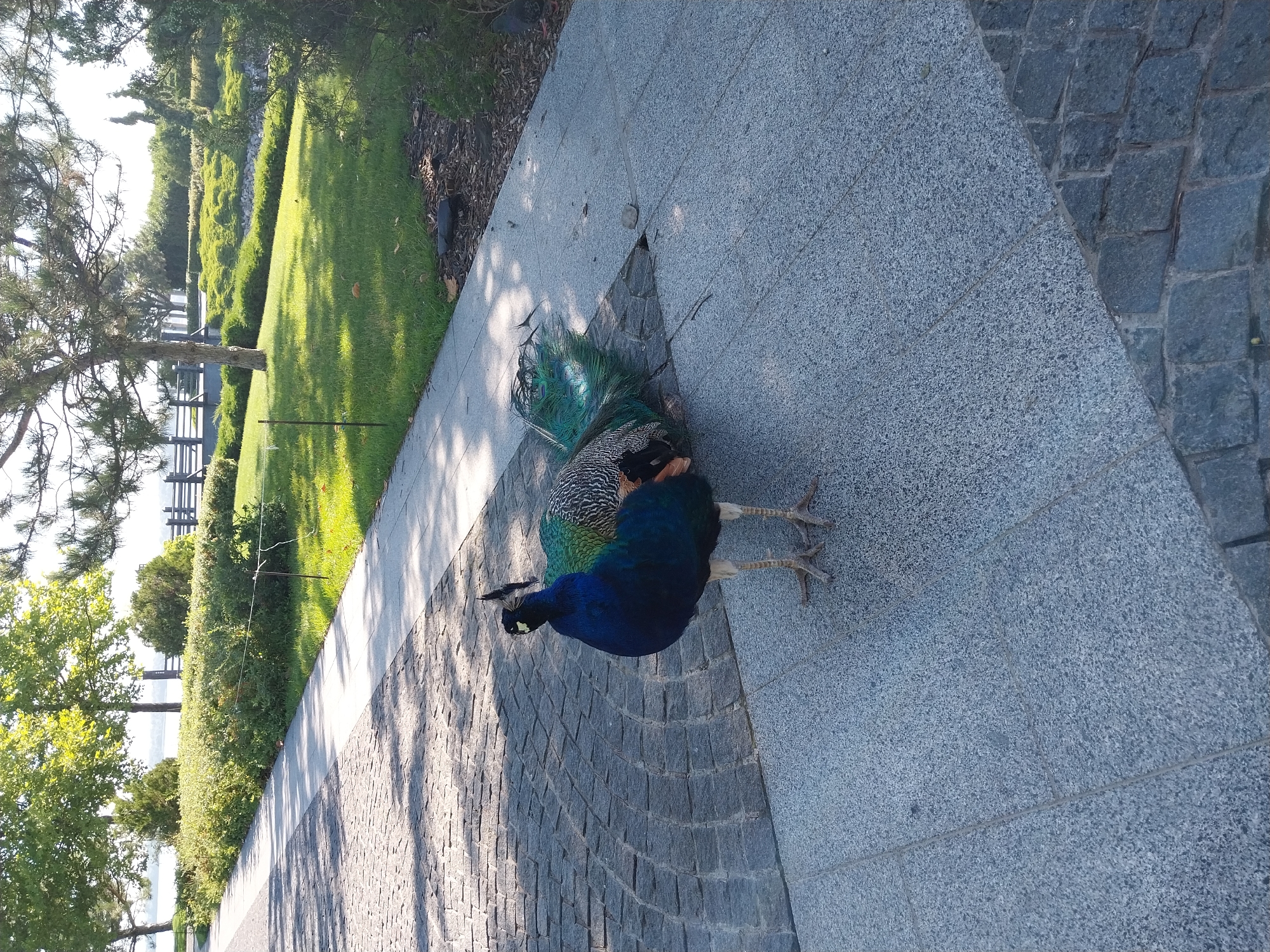 A male peacock stands on a paved walkway in a park or botanical garden. The peacock has a dark blue and green iridescent body with a crest of feathers on its head. Its tail feathers are fanned out on the ground, displaying a pattern of eyespots in shades of green, blue, and brown. The walkway is made of grey cobblestones and large granite slabs, with shadows cast by overhead trees. In the background, there is a well-maintained lawn with manicured bushes and trees, and a body of water can be seen in the distance. The scene is well-lit, suggesting daylight hours. This location is consistent with areas in the Dnipro Botanical Garden of the Ukrainian Academy of Sciences in Dnipro, Ukraine, which features landscaped gardens, water bodies, and a variety of plant species, often with free-roaming peacocks.