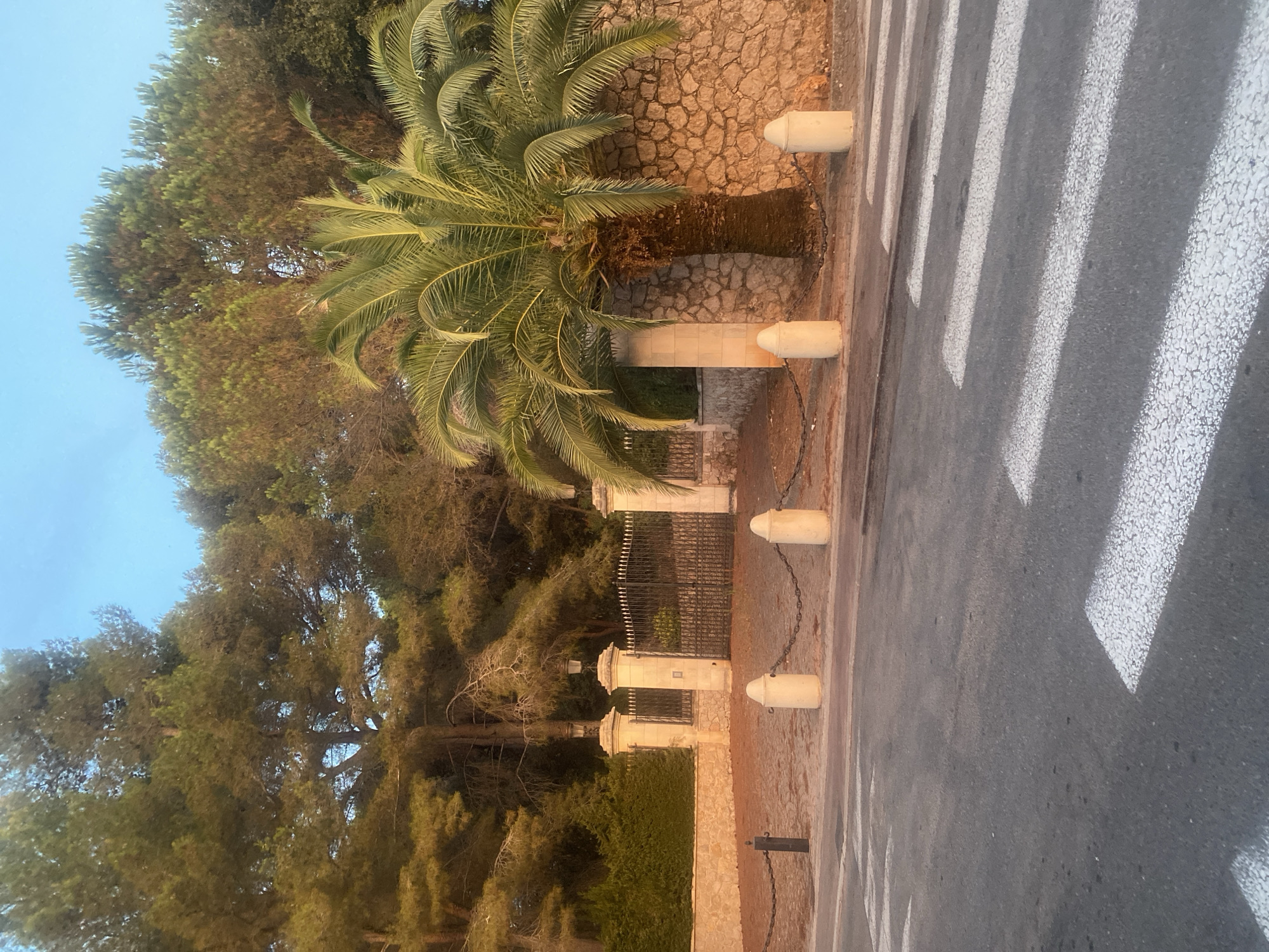 The image depicts a street scene in Antibes, France. In the foreground, a pedestrian crossing is visible on an asphalt road. Behind the crossing, a stone wall with a decorative iron gate stands. A large palm tree is situated to the right of the gate, and dense foliage, including pine trees, forms a backdrop. The lighting suggests it is either early morning or late afternoon. There are no people or animals in the image.