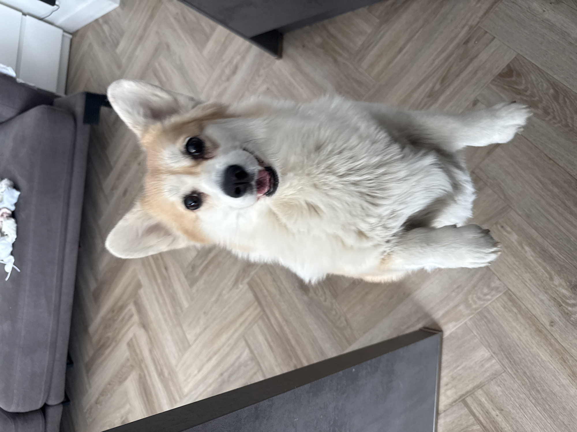 The image depicts a fluffy, cream and tan colored Corgi dog lying on its side on a wood-patterned floor. The dog is looking up at the camera with its mouth slightly open. Parts of a grey sofa are visible on the left of the image, and the bottom corners of two dark-grey pieces of furniture are seen on the top and bottom right of the image. The location is indoors, but there are no specific details provided to indicate that it is in Krasnoyarsk, Russia.