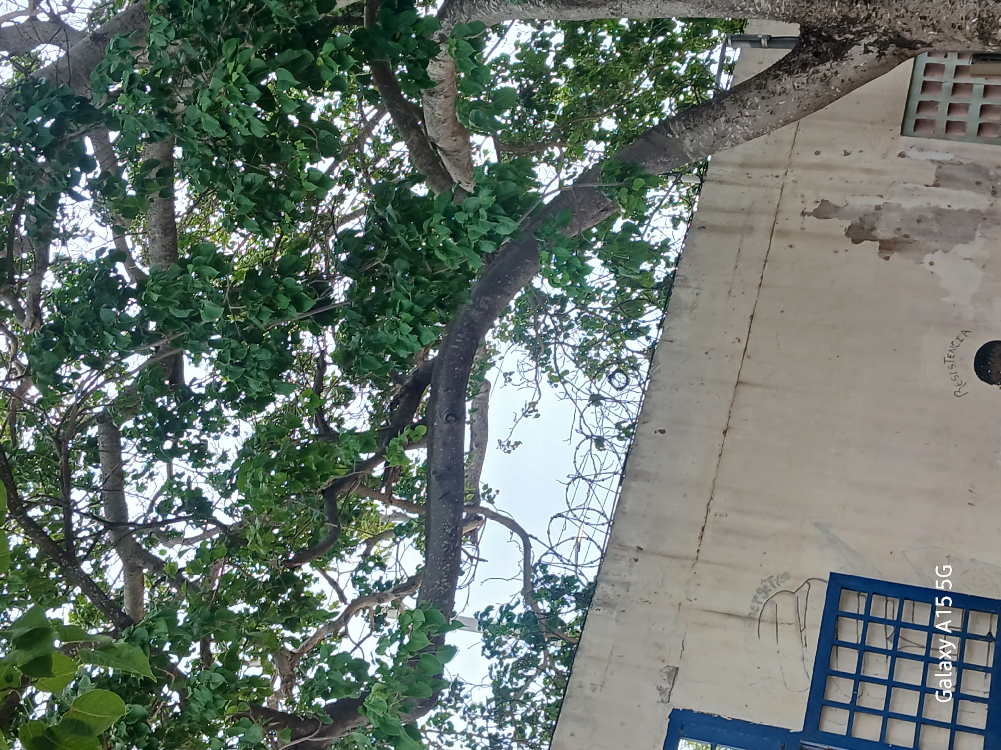 The image, taken in the city of Porlamar, Venezuela, shows a partial view of a building with a large tree extending over it. The building is light-colored and has blue window frames. The tree has thick branches covered in green leaves. Part of the sky is visible through the branches. The building's exterior is weathered with visible markings. Barbed wire is present.
