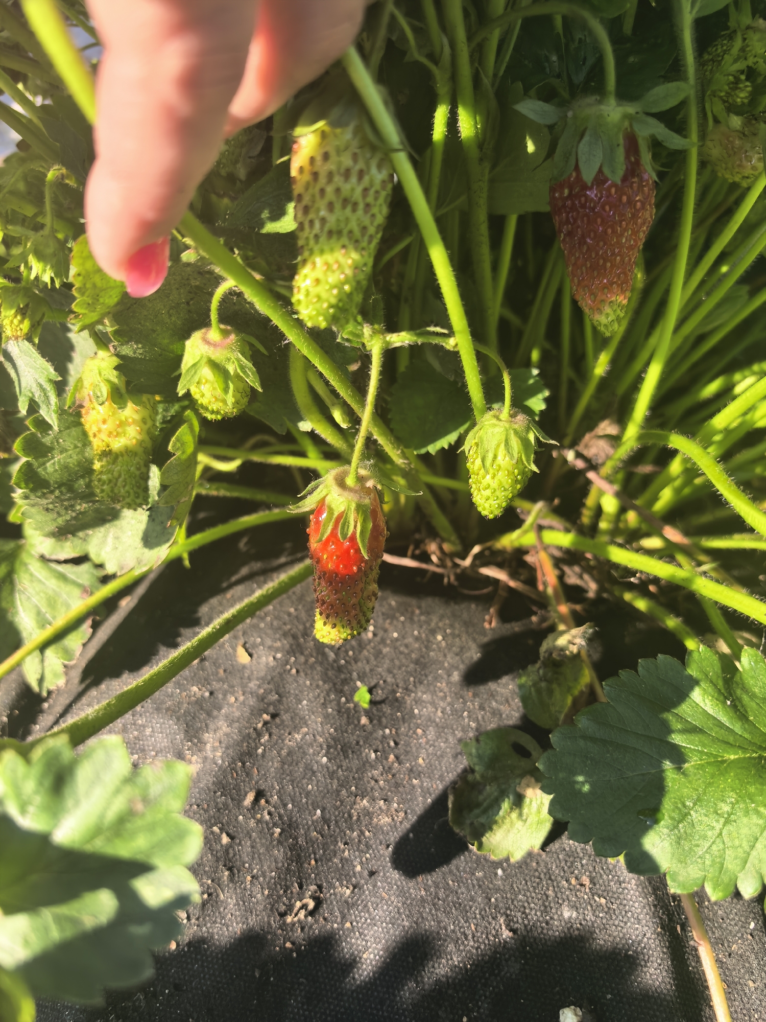 The image displays a close-up of a strawberry plant with several developing strawberries. A person's hand, with a pink-painted fingernail, is visible in the upper left corner, reaching towards the plant. Some strawberries are green and unripe, while others are beginning to ripen, showing patches of red. One strawberry in the foreground is partially ripe, with a red upper section and green, developing lower section, showing some brown spots on the green part. The plant is growing in dark, textured ground cover, possibly landscape fabric. Bright sunlight illuminates the scene, casting shadows and highlighting the vibrant green of the leaves and stems, suggesting it is daytime, likely with clear weather. The focus is on the growth and development of the strawberries.