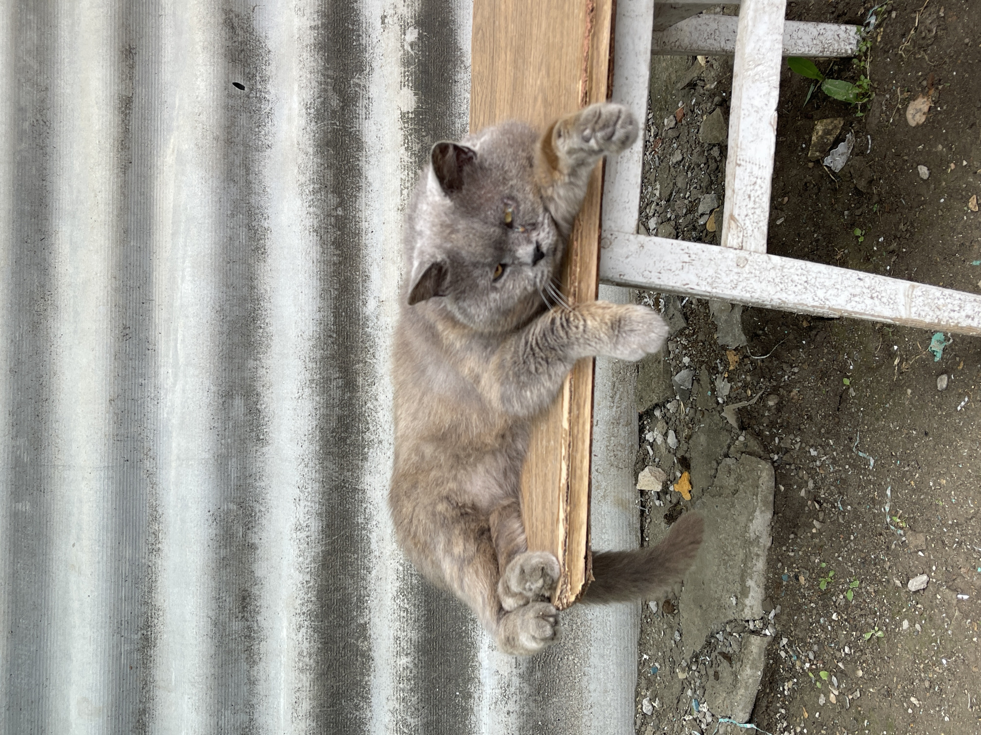A grey, fluffy cat is lying on a weathered wooden bench in front of a corrugated metal wall. The cat is positioned horizontally on the bench, with its head resting on its paws, and its tail extending to the left. The bench is supported by white, distressed wooden legs. The ground beneath the bench is covered with dirt, gravel, and small pieces of debris. The corrugated wall in the background has horizontal lines and appears to be made of a grey, possibly weathered, material. The scene suggests an outdoor setting, likely a yard or alleyway.