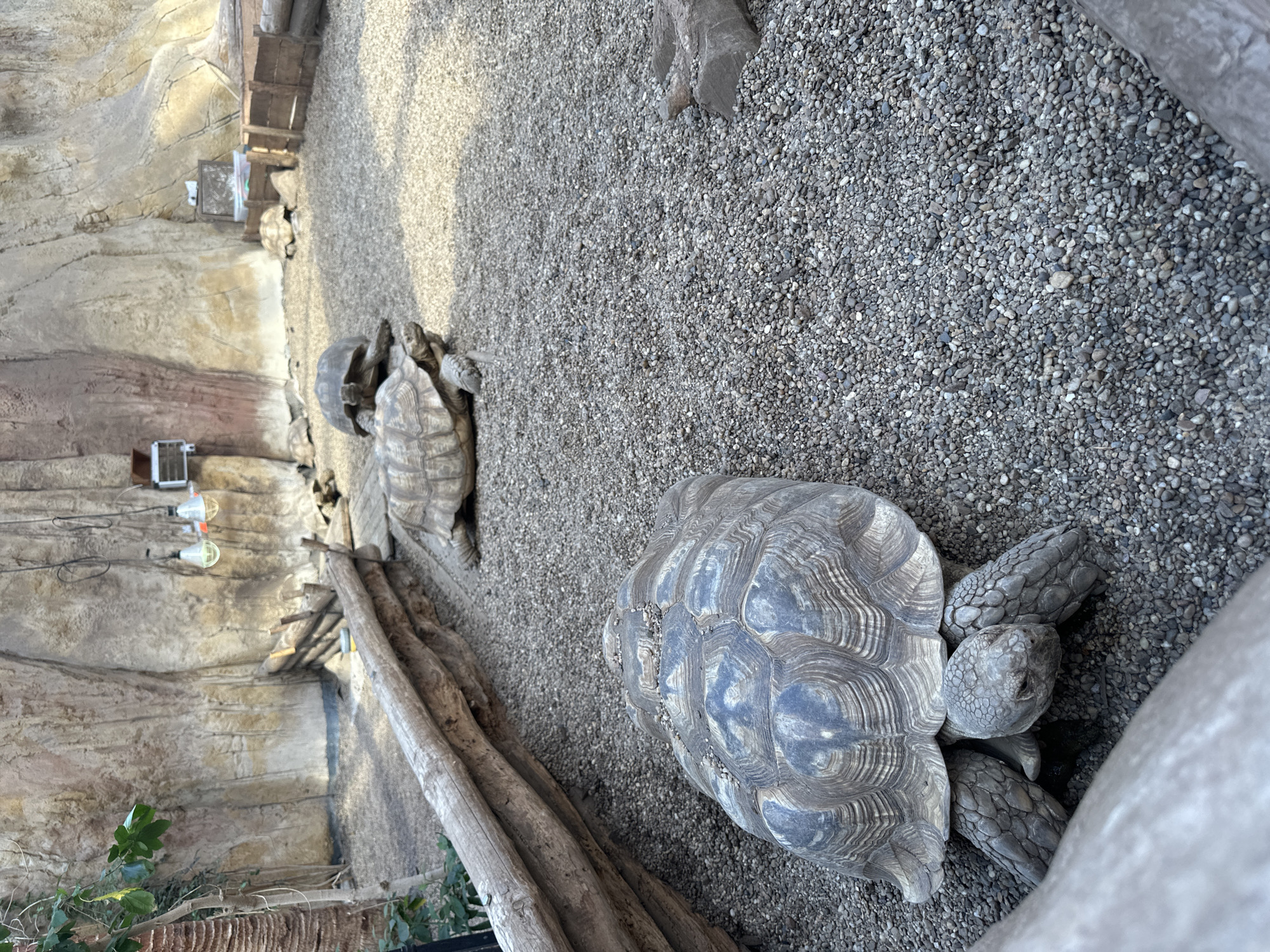 The image shows an indoor exhibit, likely a reptile enclosure. The background features simulated rock walls with some constructed wooden supports. The floor is covered in small, light-colored gravel. In the foreground and center of the image is a large tortoise with a gray and patterned shell. To the left and slightly further back, there are two additional tortoises, smaller in size, positioned near the simulated rock wall. Based on the metadata, this photograph was taken in Wrocław, Poland.