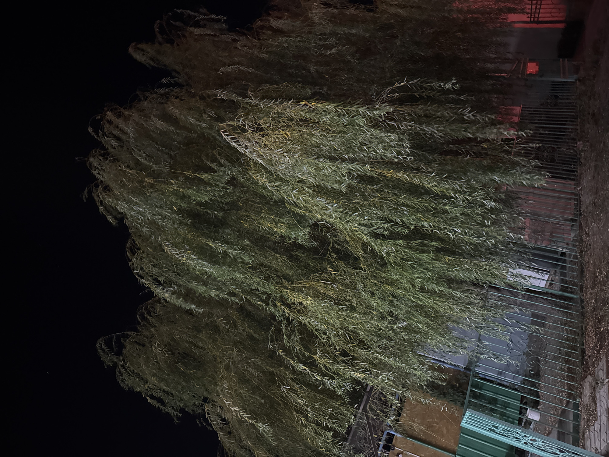 A large weeping willow tree dominates the frame, its long, slender branches hanging low and creating a dense canopy of green and yellow-tinged leaves. The scene is set at night, with a dark sky overhead. In the foreground, a green metal fence runs horizontally across the image, with decorative scrollwork visible on some sections. Behind the fence, various structures are partially visible, including what appears to be a fence or wall made of corrugated metal and other building materials. Some of the structures are illuminated by red light, suggesting artificial lighting. The ground is covered with dry leaves and debris. The overall impression is a slightly eerie and atmospheric nighttime scene in what appears to be a residential or semi-rural area. The location is identified as Urdzhar, Kazakhstan.