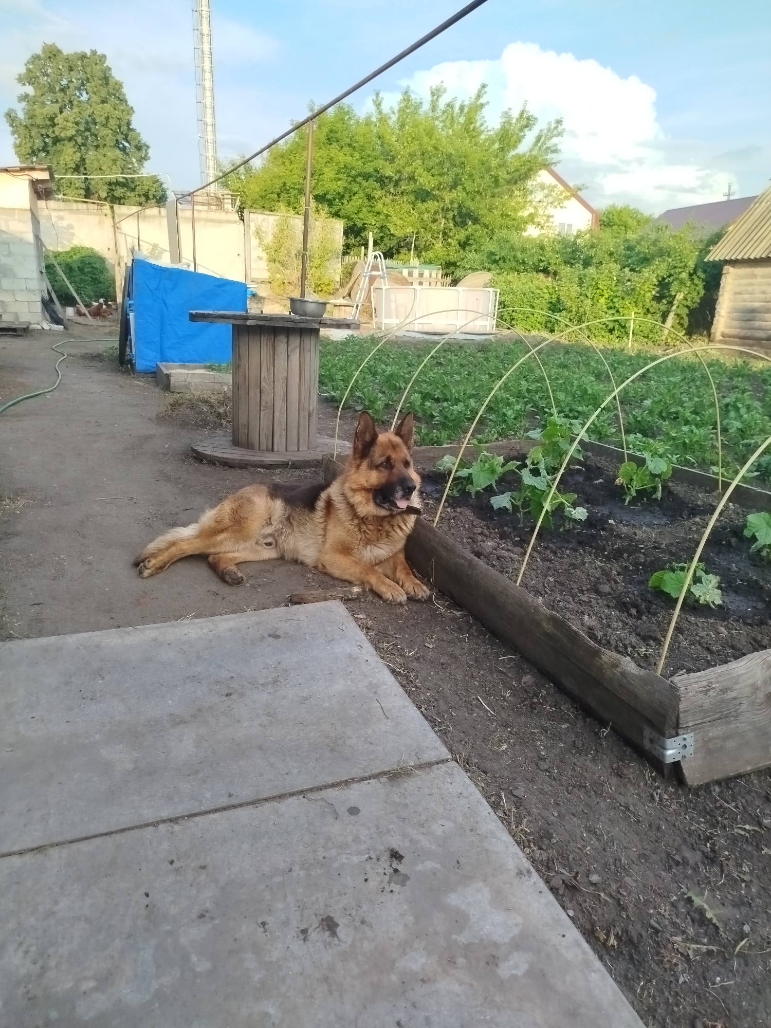 A medium-shot, eye-level, outdoor, natural-light photograph captures a German Shepherd dog resting on a dirt path in what appears to be a residential yard in Krasny Gulyai, Russia. The dog is lying on its side with its legs extended, facing to the right of the frame. Its fur is a mix of tan, brown, and black, and its tongue is slightly out.
The foreground is dominated by a gray concrete slab. Behind the dog, a raised garden bed filled with dark soil and small green plants is visible. The garden bed is bordered by rough-hewn wooden planks, and arched supports made of thin, light-colored material extend over the plants.
In the mid-ground, a large, wooden spooled object stands on the dirt path. To the left of the spool, a blue tarp is draped over something unseen. A silver metal bowl sits atop the wooden spool. In the far left background, a concrete wall and some construction materials are present. A tall, silver radio tower or similar structure rises into the sky behind the wall. Green trees and foliage are scattered throughout the background, and a portion of a house with a brown roof is visible in the upper right. The sky above is a pale blue with scattered white clouds. The overall scene suggests a rural or semi-rural environment.