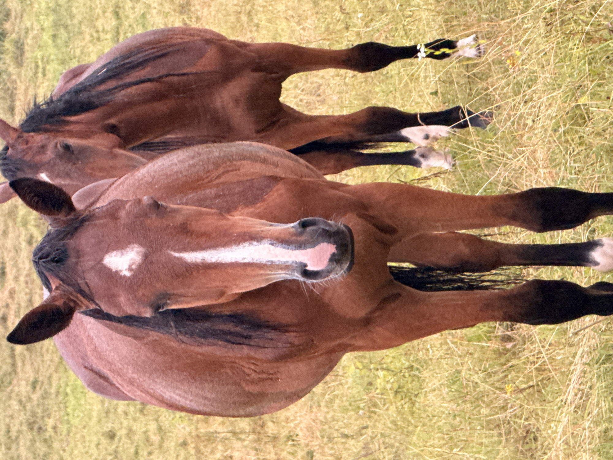 The image displays two brown horses standing in a dry, grassy field. The horse in the foreground is facing the camera, with a white blaze on its face. The second horse is partially visible behind the first, also facing forward. The environment appears to be a rural or open landscape, possibly a meadow or pasture. There are no visible humans or man-made structures in the image. The scene is illuminated by natural daylight, casting soft shadows. The location is identified as Galinė, Lithuania.