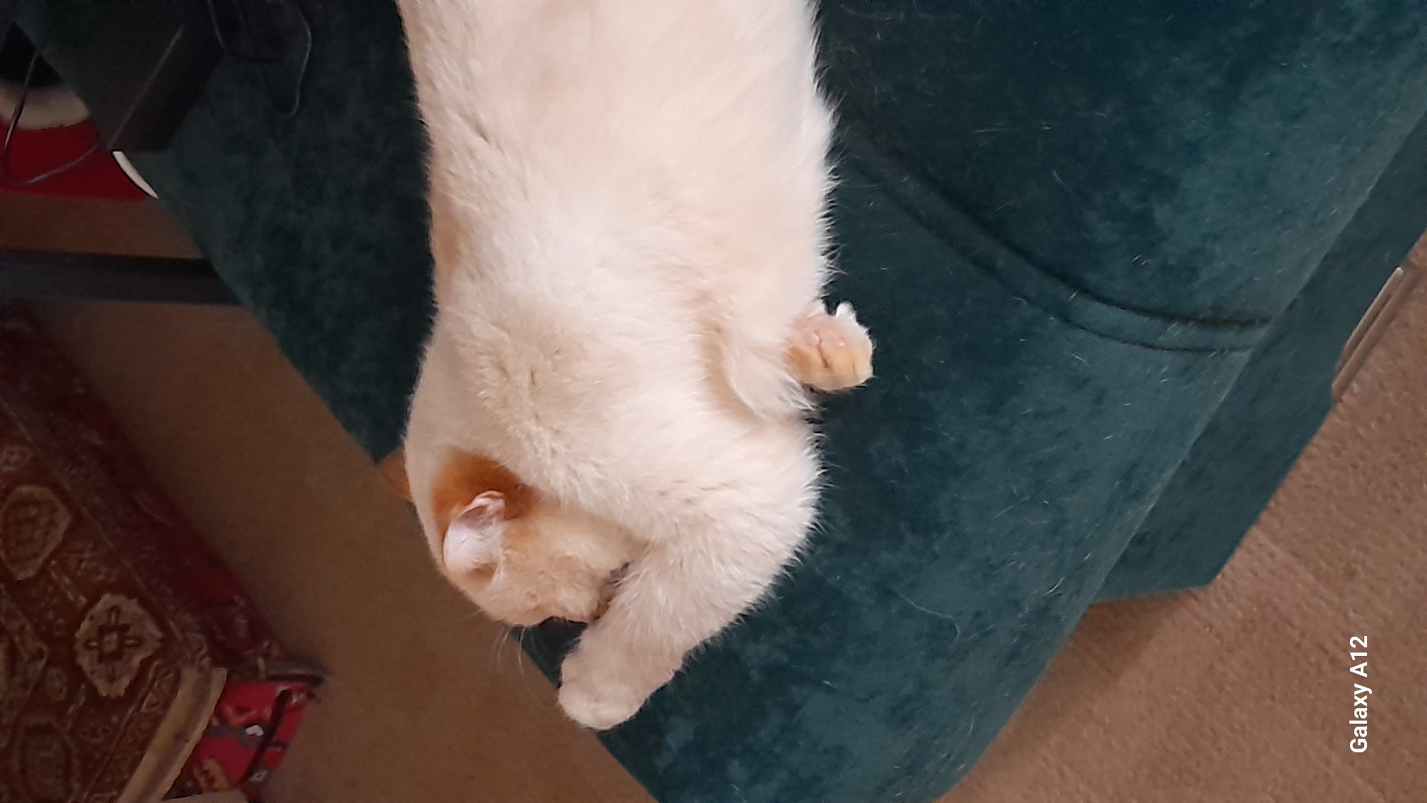 A cream-colored cat with hints of light orange fur is curled up on a dark teal, velvety sofa. The cat is lying on its side with its paws tucked under its body. A portion of a patterned rug is visible in the lower left corner of the image. In the top left corner, there is a black rectangular object with a wire connected. A watermark indicating the camera model, "Galaxy A12" is visible in the lower right corner. Based on the watermark, the image was likely taken using a Samsung Galaxy A12 smartphone. The location of Марковский, Russia, is not determined from the visual data.
