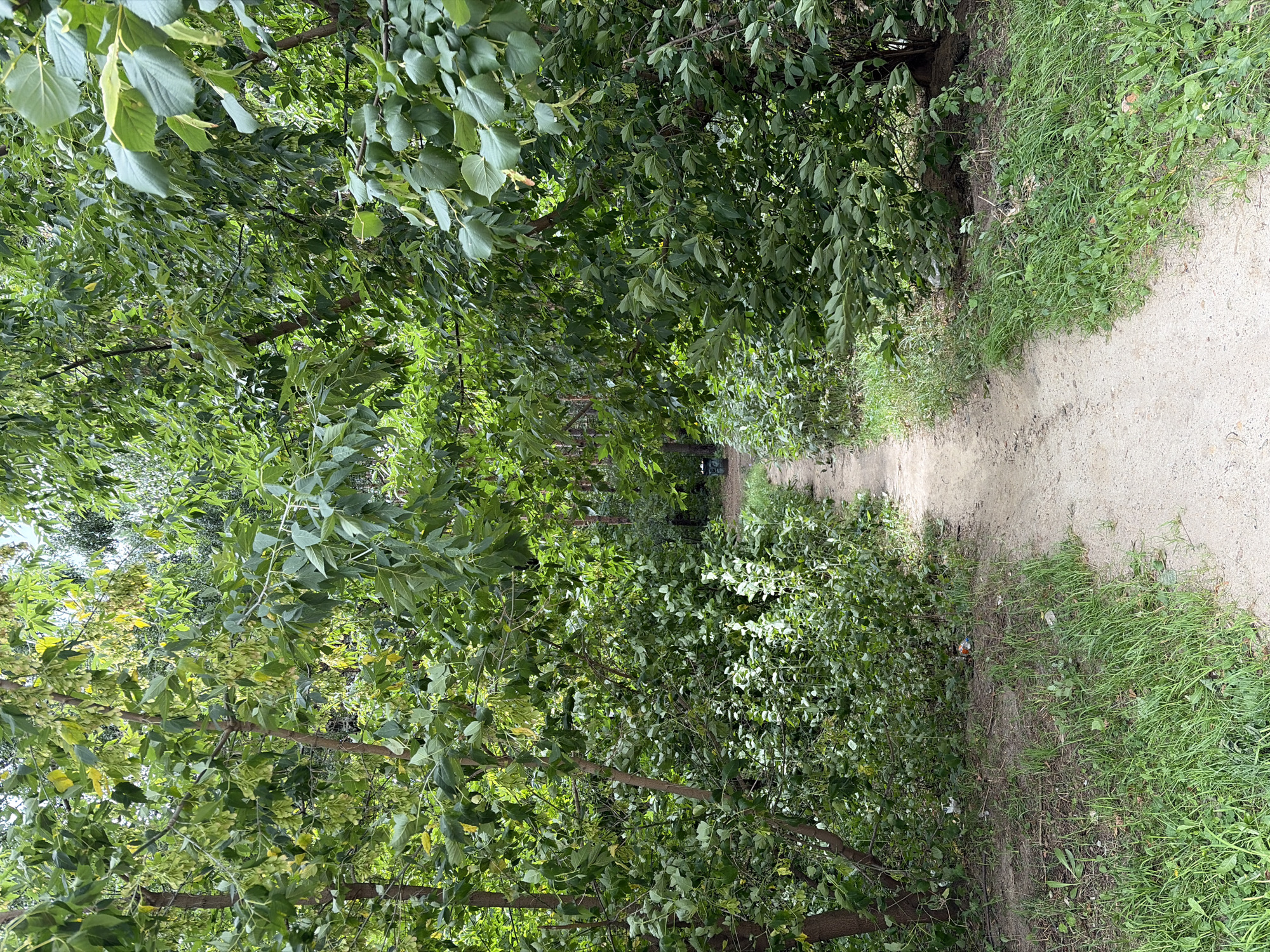 A dirt path winds through a dense green forest with trees on either side. The path is narrow and appears to be unpaved. The trees are tall and leafy, with branches extending over the path, creating a canopy. The ground is covered in dirt, grass, and some fallen leaves. In the background, a small trash can is visible on the right side of the path. The scene appears to be a natural park or wooded area within the city of Kotelniki, Russia.