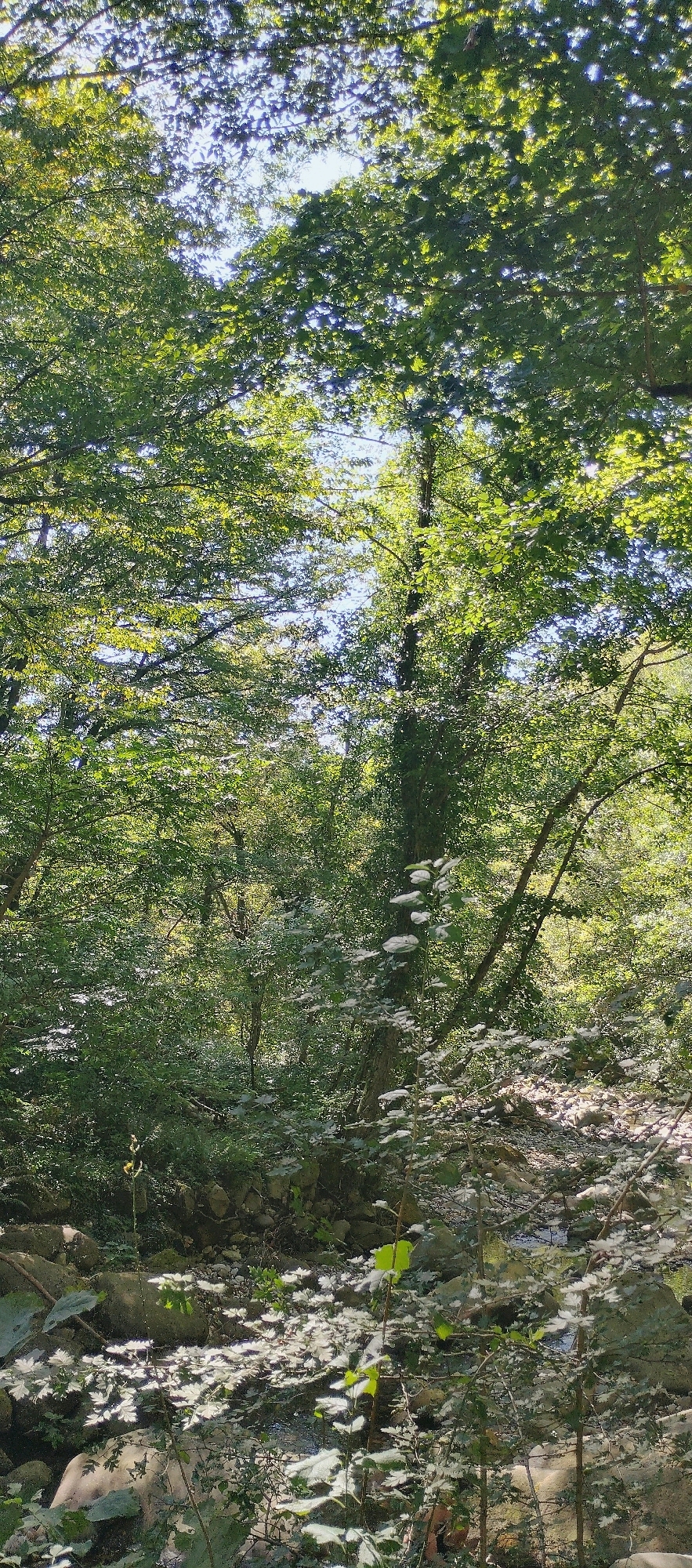 The image depicts a sun-dappled forest scene, likely in the vicinity of Katkova Schel, Russia, characterized by lush green foliage and a rocky, uneven terrain. The canopy of trees, predominantly deciduous, filters the sunlight, creating a mosaic of light and shadow on the forest floor. The leaves are a vibrant green, suggesting a temperate season, possibly late spring or summer.
The foreground is dominated by a scattering of rocks and stones, indicative of a natural, undeveloped area. Some of these rocks are large and weathered, while others are smaller pebbles. Interspersed with the rocks are various low-lying plants and undergrowth, some of which are in shadow, while others are illuminated by the dappled sunlight. In the lower right and center of the image, a delicate shrub with small, light-colored leaves is prominent, its branches reaching out and catching the light.
The midground reveals more dense forest, with tree trunks of varying thicknesses. Some trees are covered in ivy or other climbing plants, adding to the wild and untamed feel of the environment. The ground continues to be rocky and uneven, with glimpses of what appears to be a shallow stream or dry creek bed, further emphasized by the presence of more stones and debris.
The background is composed of a dense wall of trees and vegetation, receding into the distance. The sky is visible through the gaps in the canopy, appearing as a bright, possibly light blue. The overall impression is one of a natural, serene forest, untouched by significant human intervention. There are no people or animals visible in the image. The scene is static and peaceful, focusing on the interplay of light, shadow, and the textures of the natural landscape. The environment is consistent with a forested area that might be found in a region like Katkova Schel, which is known for its natural beauty and forested hillsides.