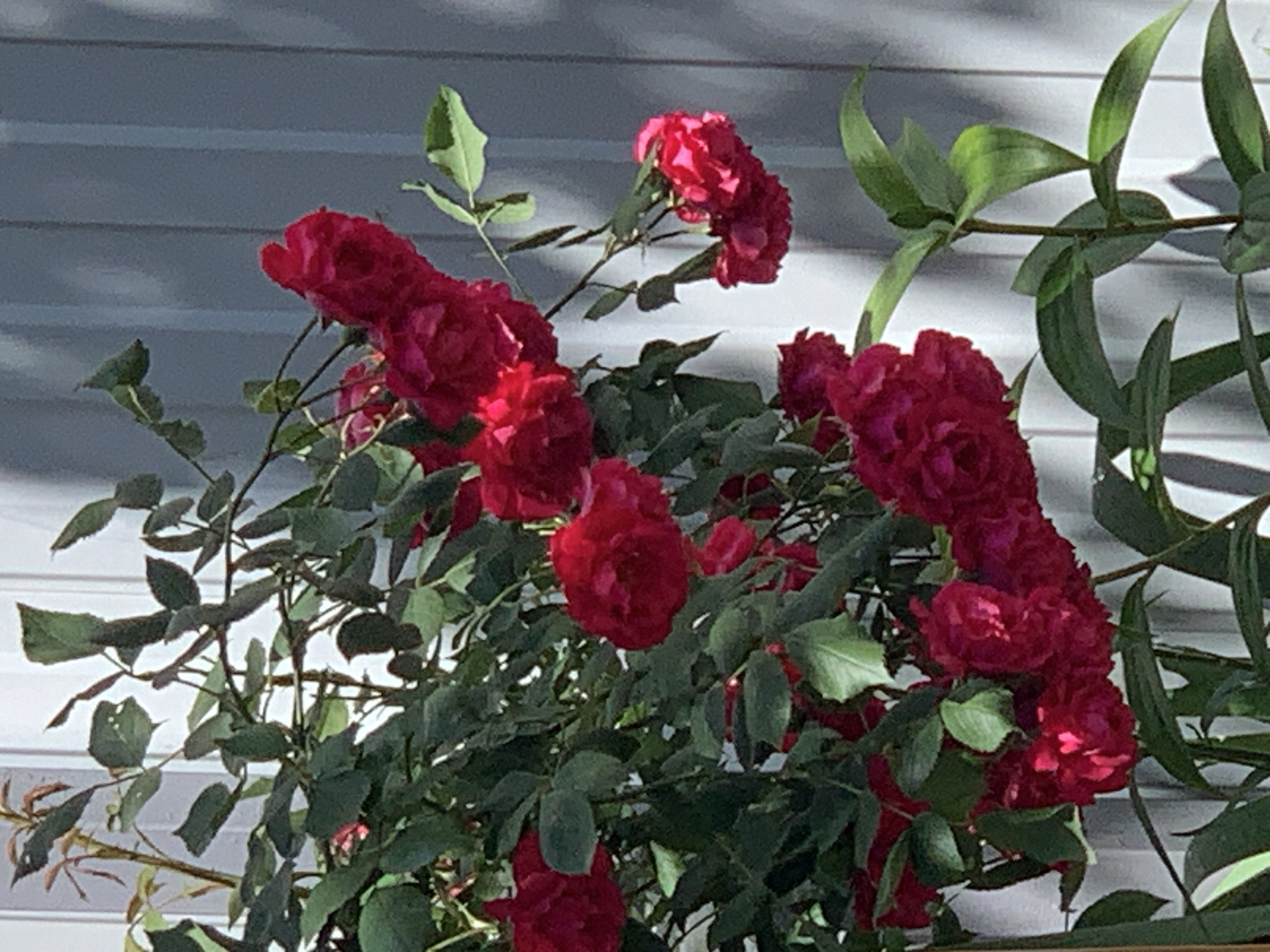 A close-up shot shows a cluster of bright red roses with green leaves. The roses are in full bloom, and some are in bunches. The background is slightly blurred, showing a light grey siding of a building. Sunlight is dappling through the leaves, casting shadows on the wall and the flowers. The scene is in an outdoor setting.