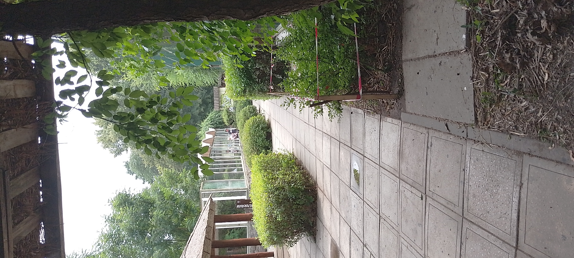 This image depicts a pathway at a zoo in Cherkasy, Ukraine. The pathway is paved with square concrete tiles, some of which have collected rainwater. On the left side of the pathway, there is a thatched-roof structure with wooden posts. Beyond the structure, there are glass enclosures with people visible inside, suggesting an animal exhibit. In front of the enclosures are rows of manicured green bushes. On the right side of the pathway, there are more green bushes, with some delimited by wooden posts and red and white striped tape, possibly indicating a restricted area. The pathway recedes into the distance, flanked by foliage and trees. The overall environment suggests an outdoor zoo setting on an overcast day.