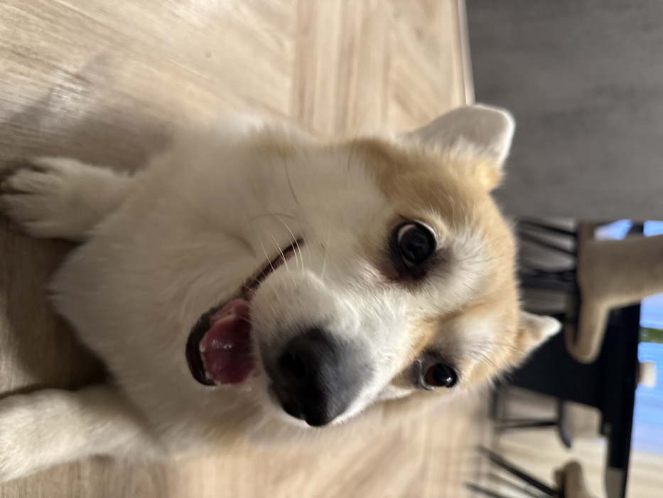 A tan and white corgi is lying on a wooden floor, looking up at the camera. The dog's mouth is slightly open, revealing its pink tongue. The dog's eyes are dark brown and expressive. In the background, there are black chairs and a light-colored object that is blurry. The corgi appears to be relaxed and playful.